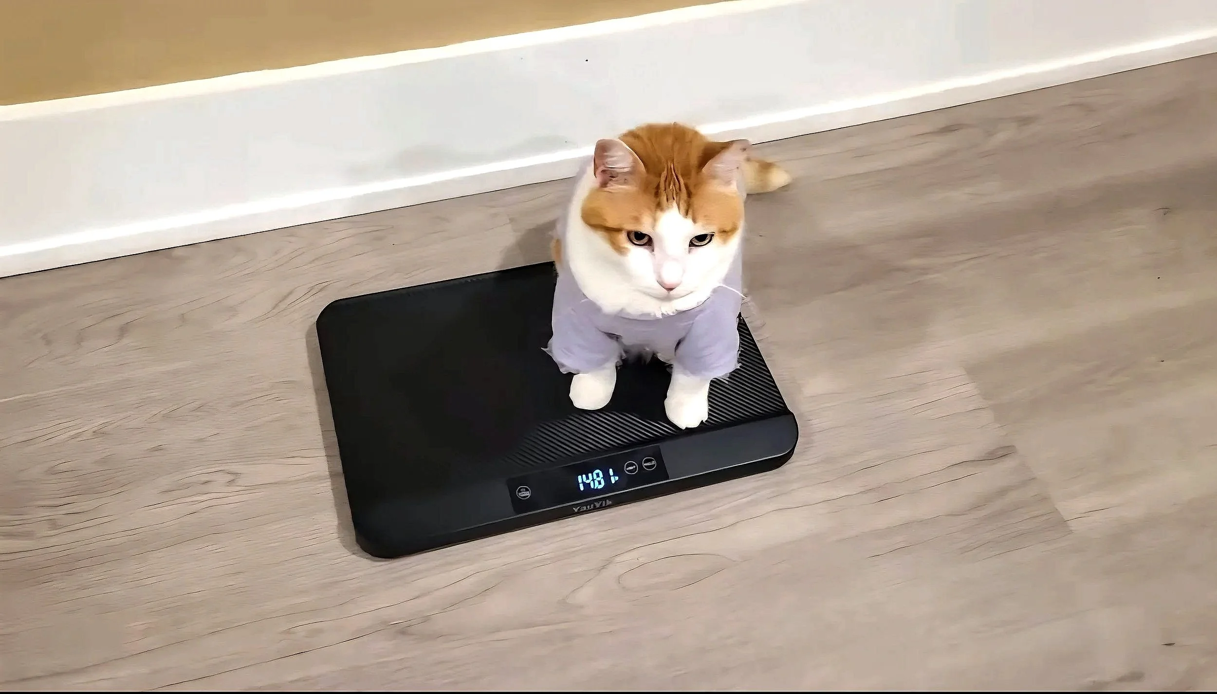 Ballito the cat being weighed on a digital scale for precise PurrTrack calorie and baseline tracking.
