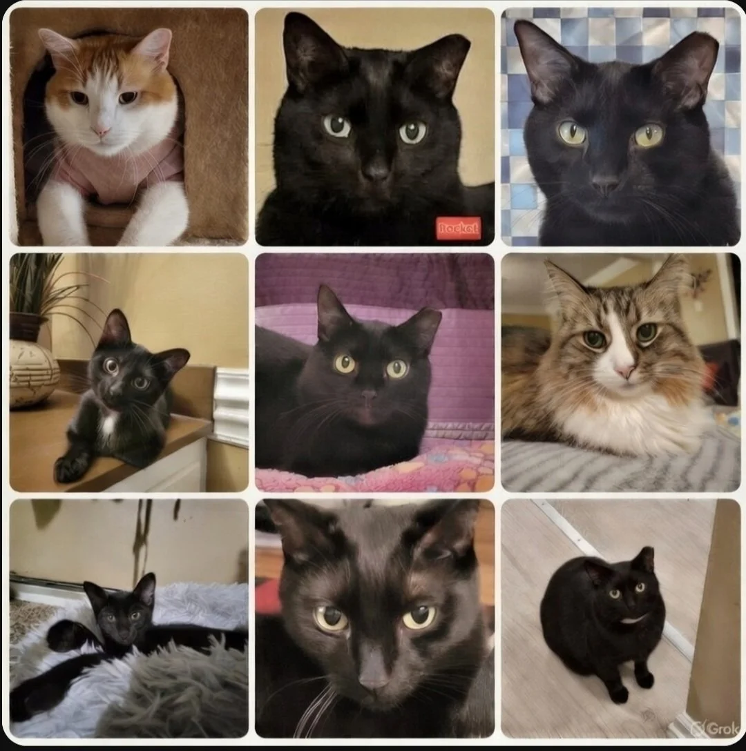 9 cats A Crazy Kitten Caboodle header  image