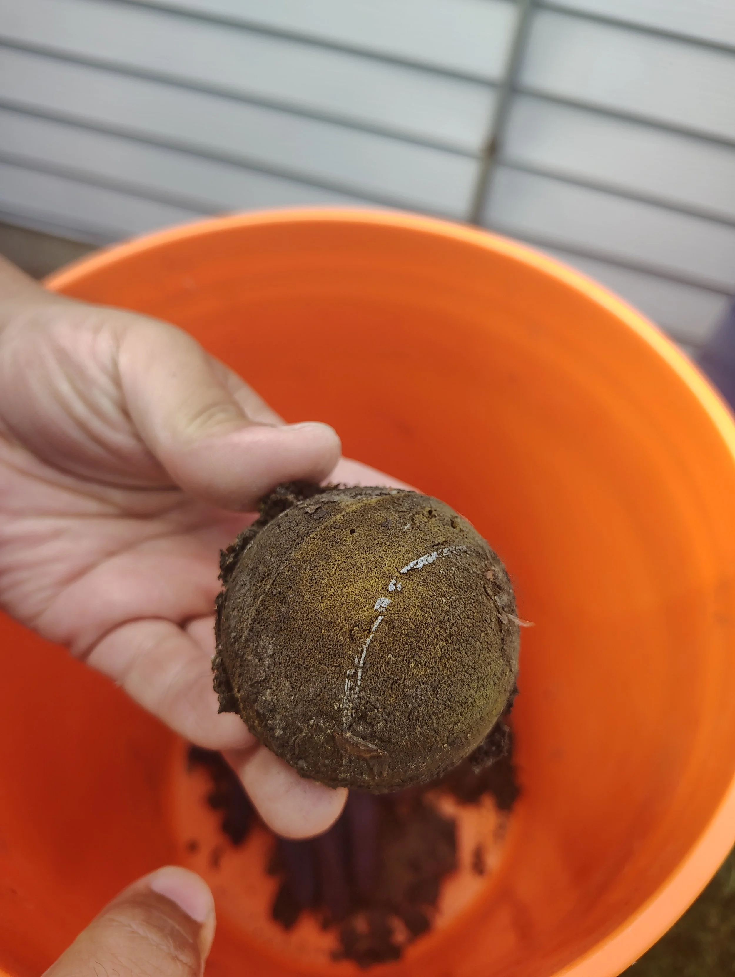 Rubber ball found clogging rain gutter downspout.