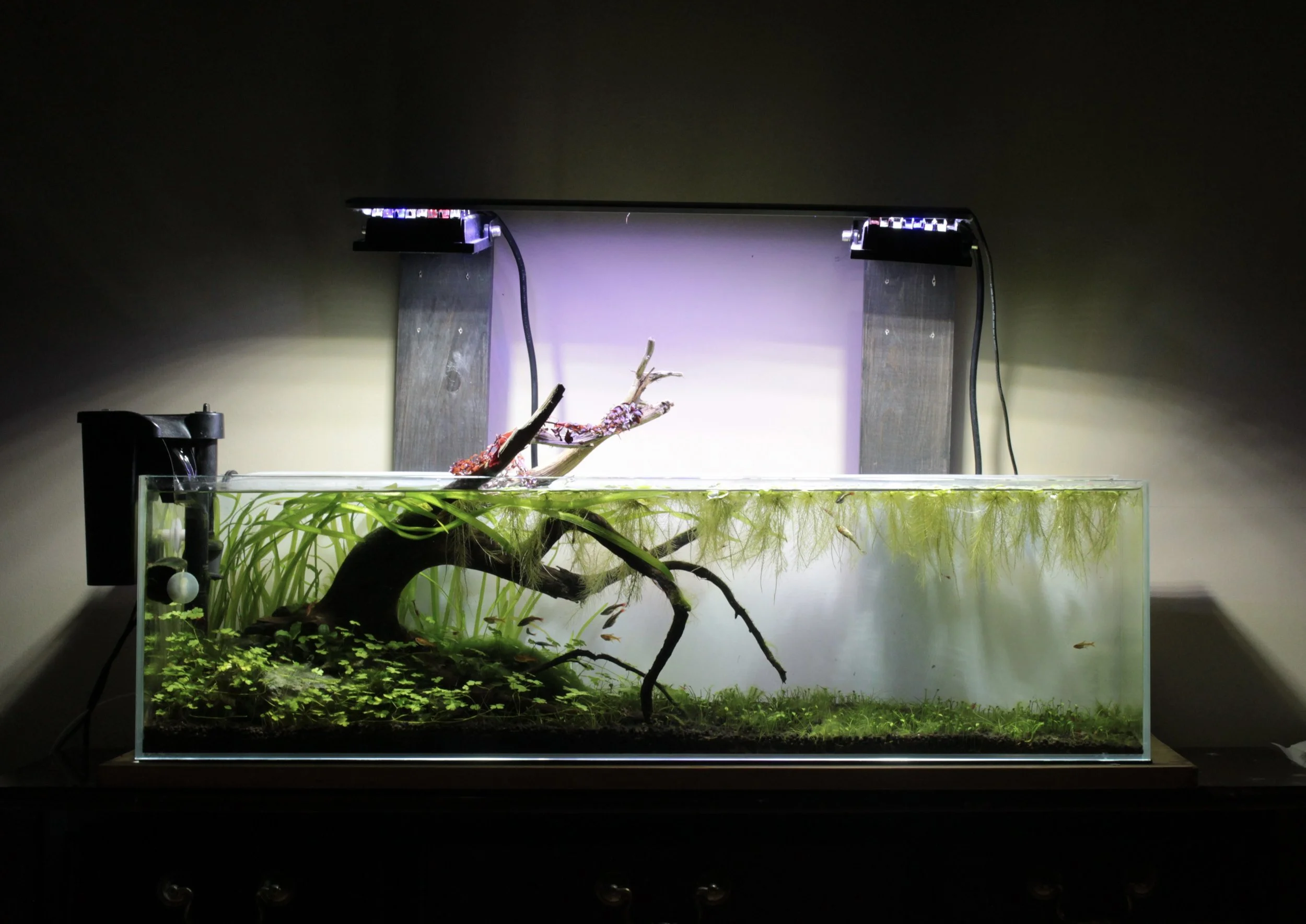 grown out tank 2.jpg
