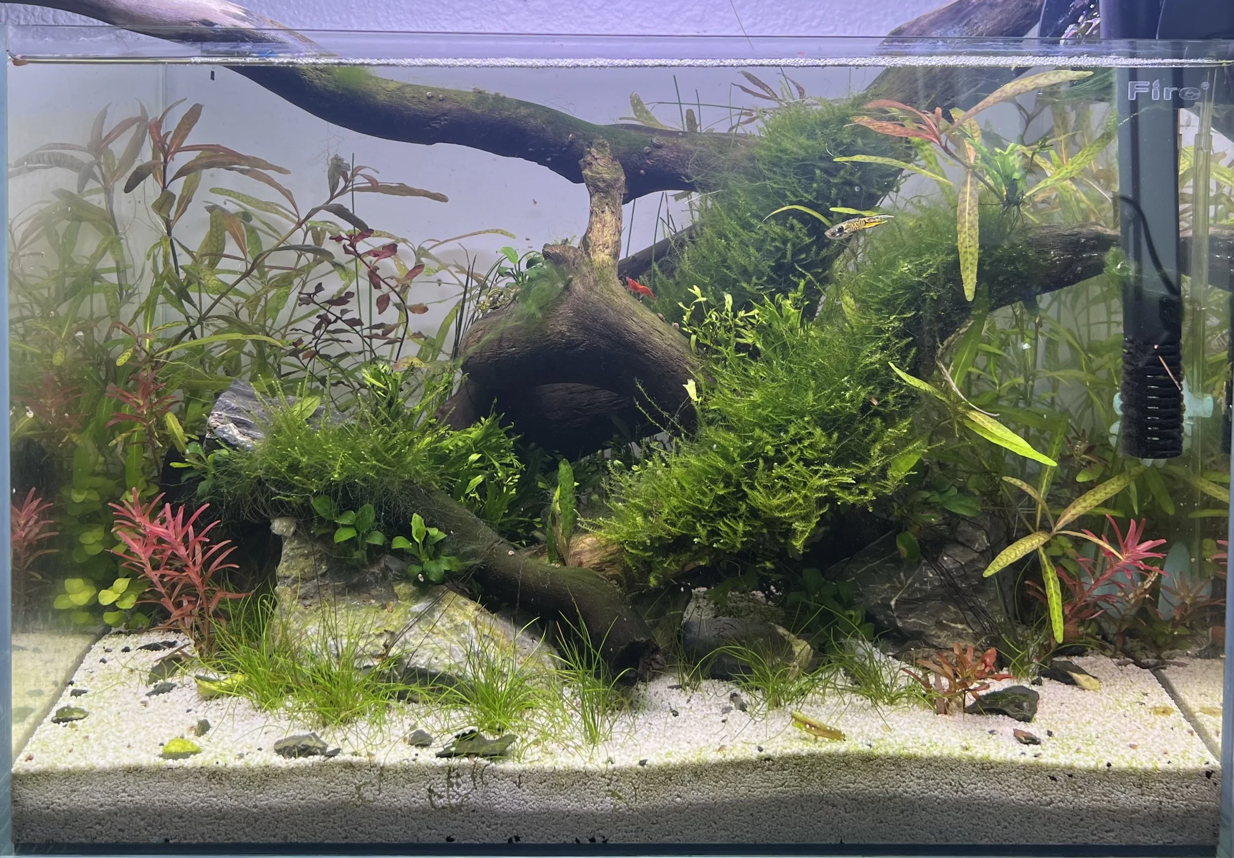 colorful tank.jpg