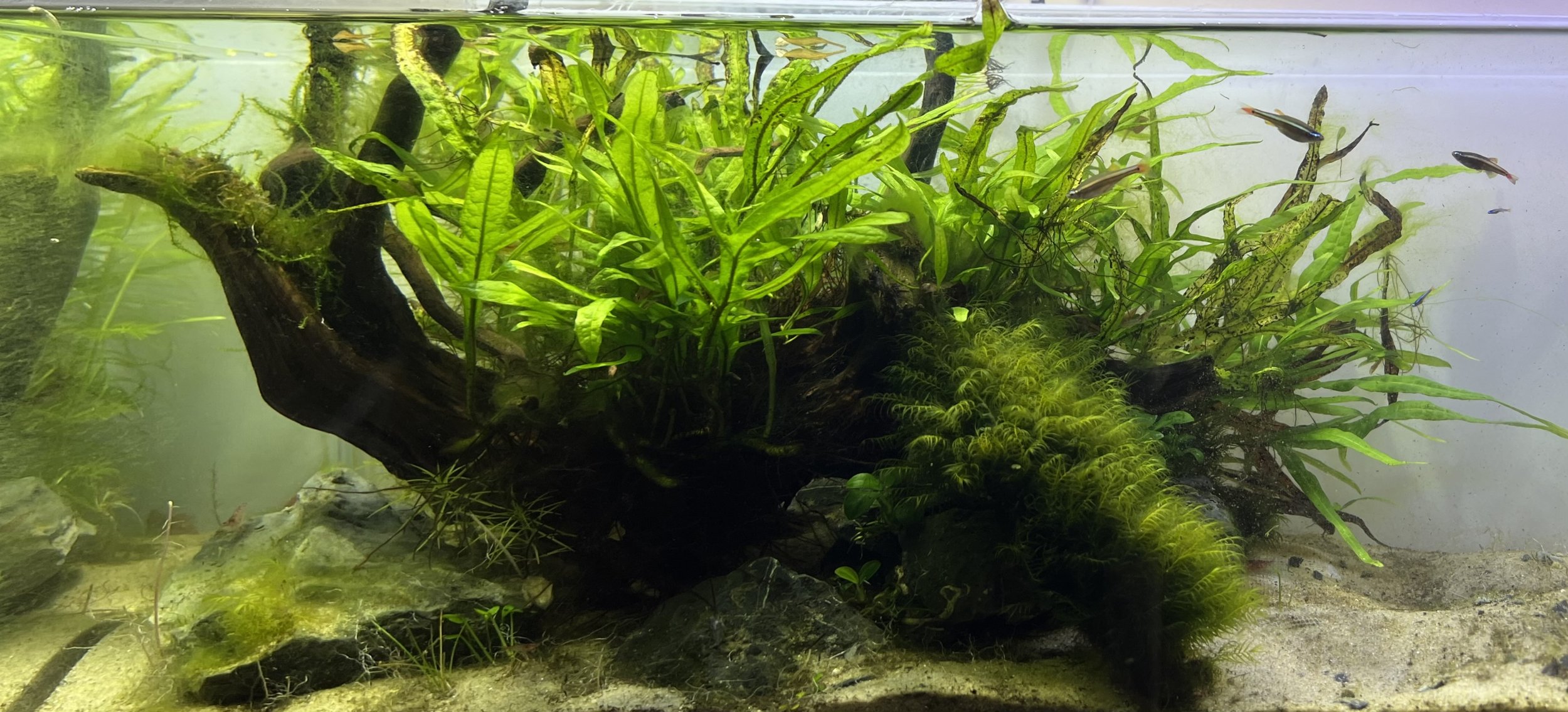 java fern.jpg