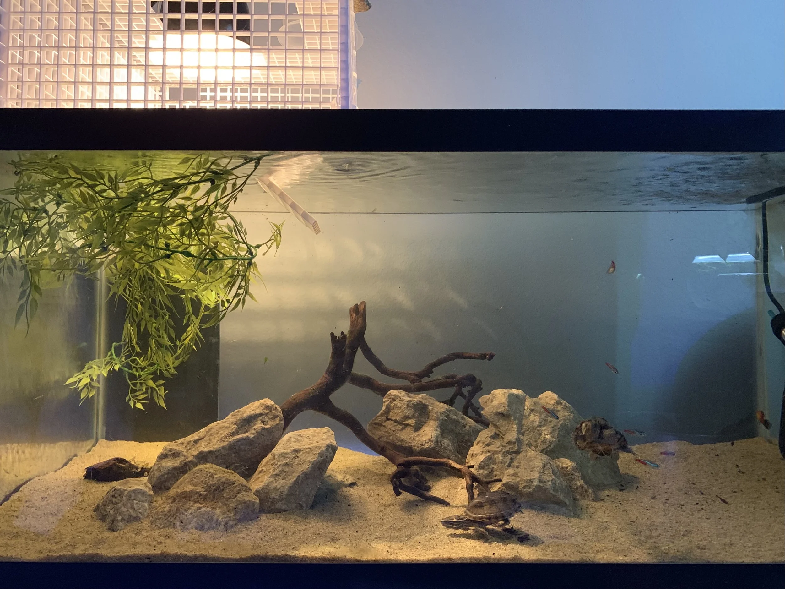 turtle tank.jpg