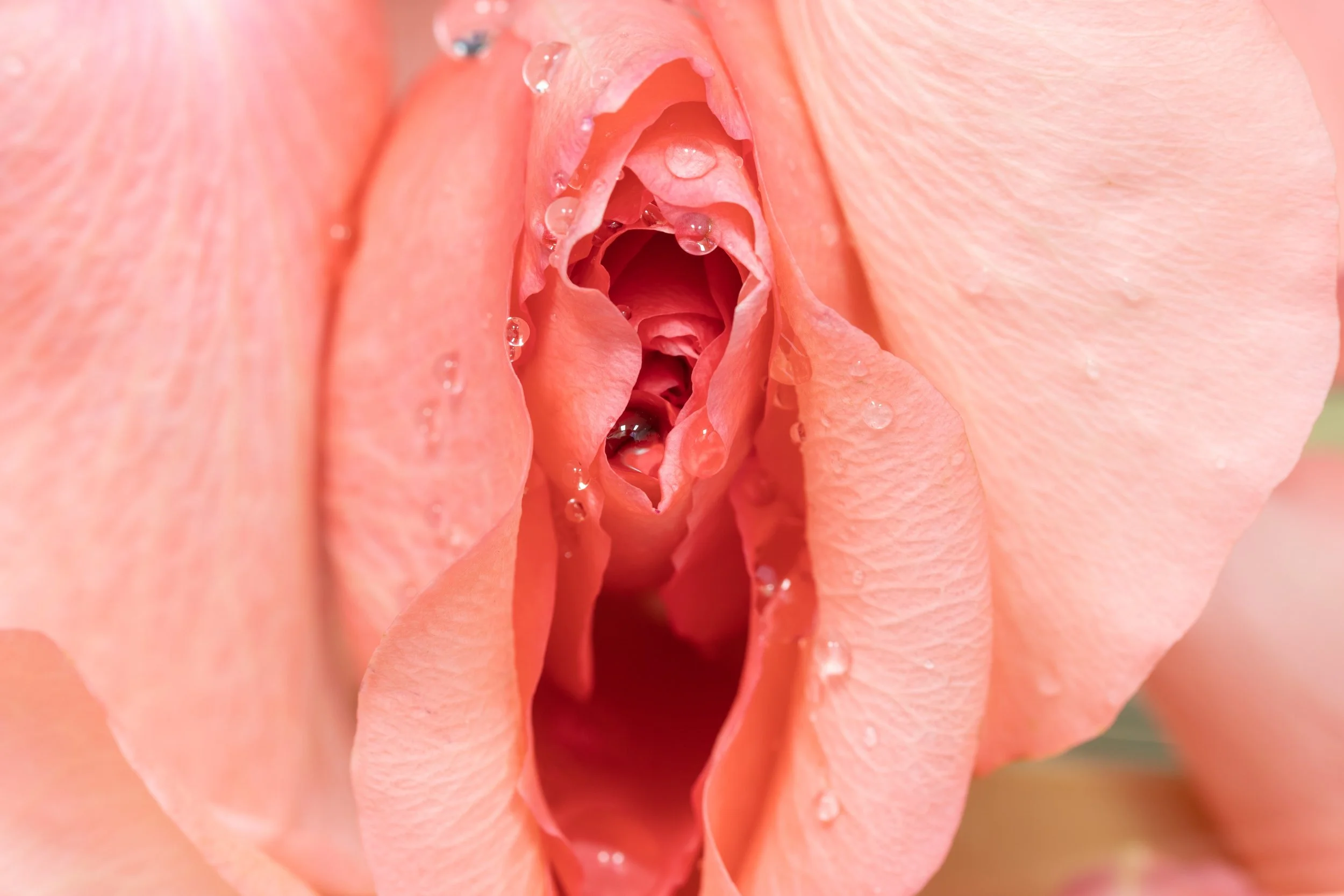 Close-up of a pink rose with water droplets on petals.
