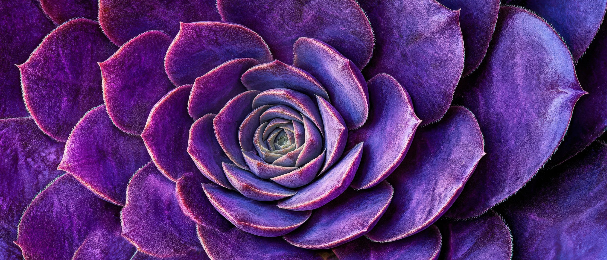 Close-up of a purple succulent plant with fleshy leaves forming a spiral pattern.