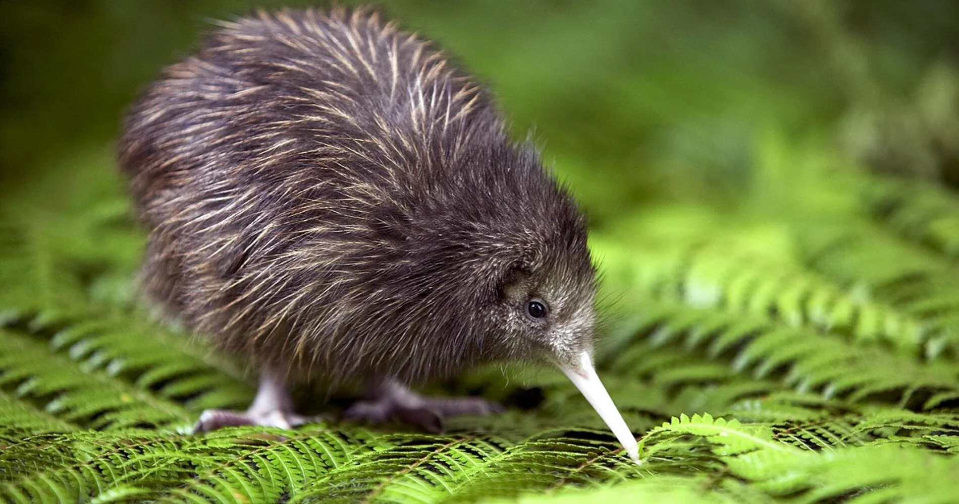 A small Kiwi foraging on lush green fern leaves in a forest.