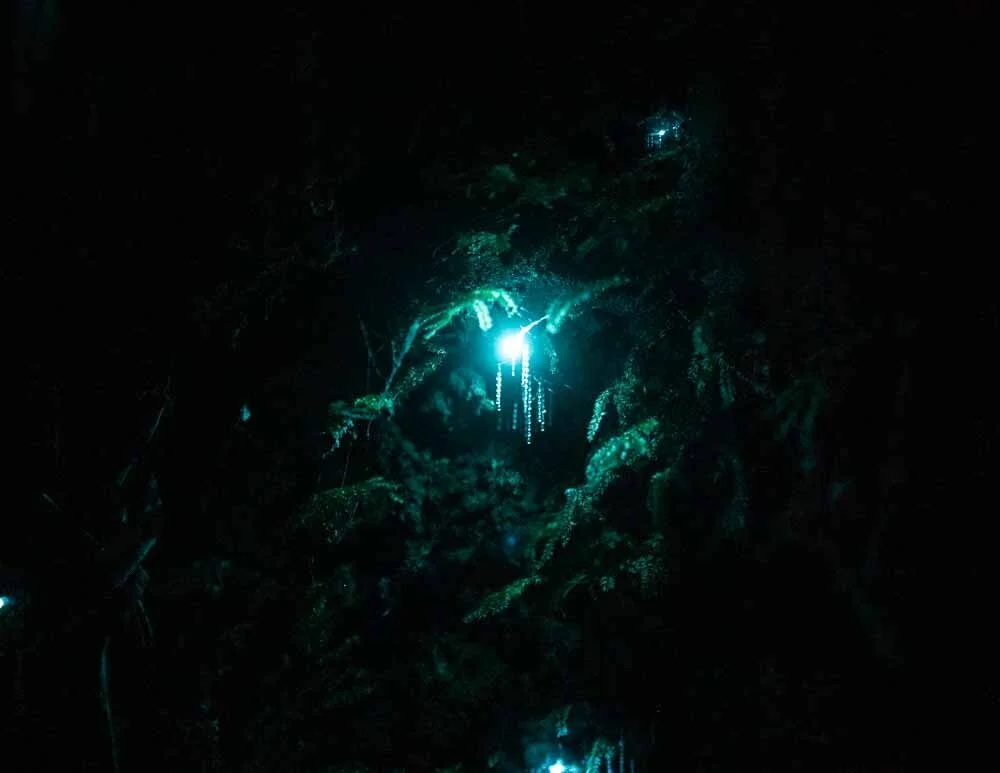Bright blue-green light in a dark forest or jungle, illuminating tree branches and foliage.