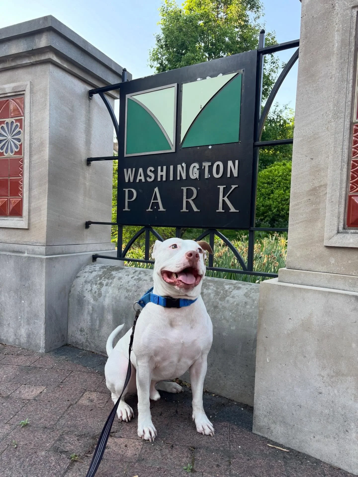 Chapo&rsquo;s first road trip 🚗

His favorite parts were the miles of walking - the new parks he got to explore and all the treats he got for being so good away from home ❤️

Looks like more road trips are in our future with this little guy 🙌