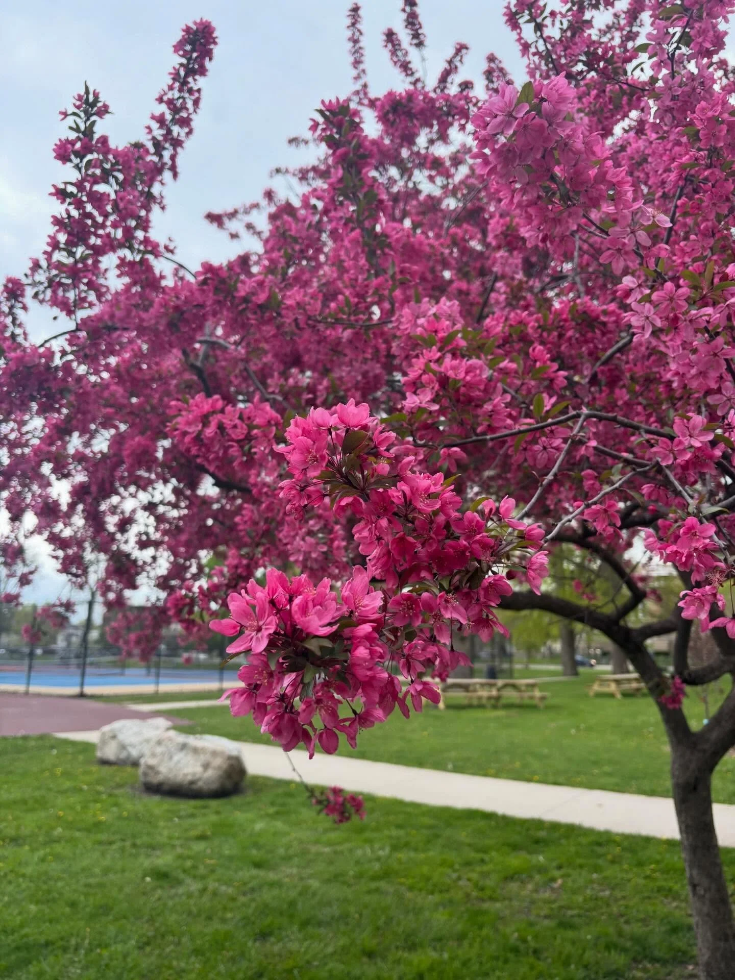 Clark Park is Bloomin 🌸