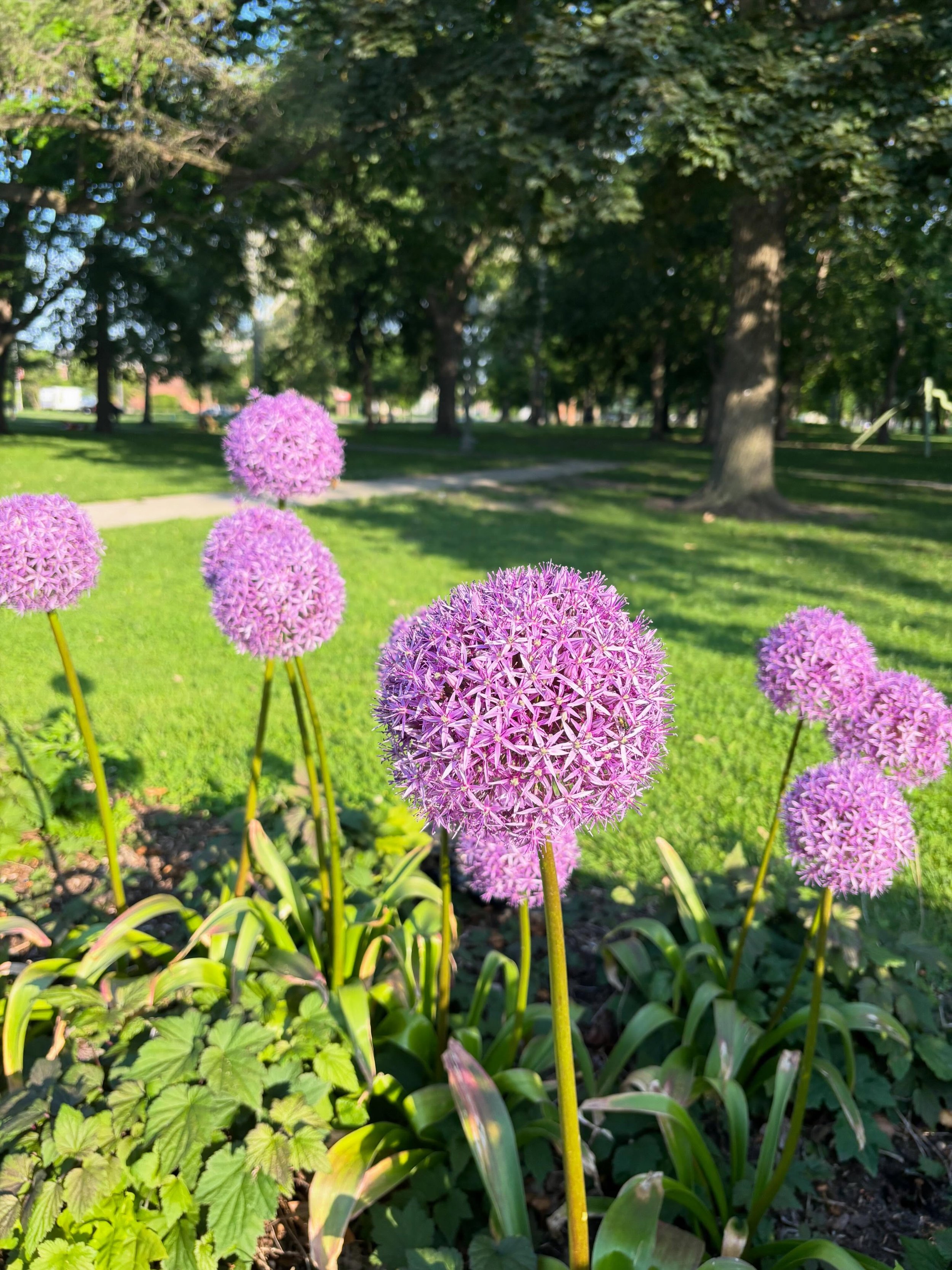 Let&rsquo;s take a walk Hallelujah 
Sun is out Hallelujah 
Clark Park Summer Blooms Hallelujah
