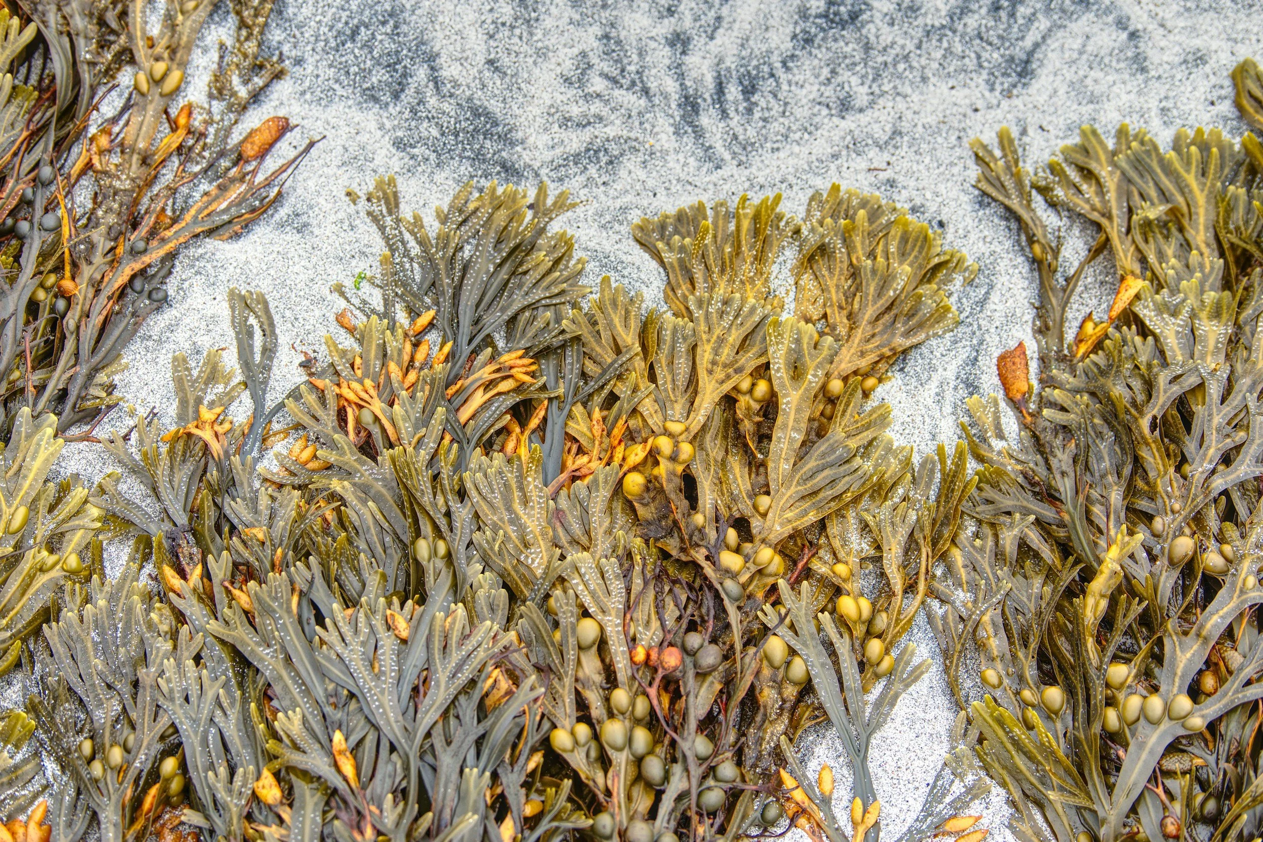Seaweed washed onto sandy shore, sprinkled with sand and small shells.