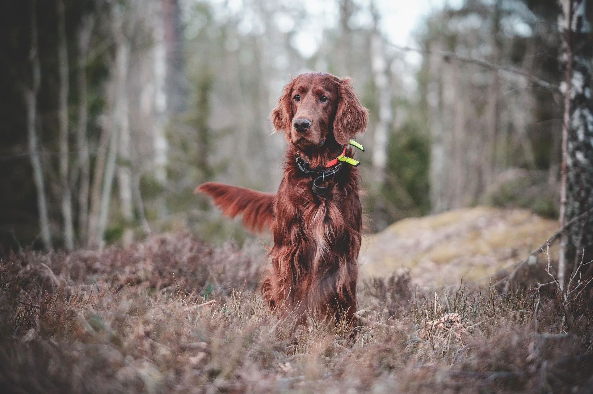 A healthy brown Retriever hunting dog on a hike in Boerne