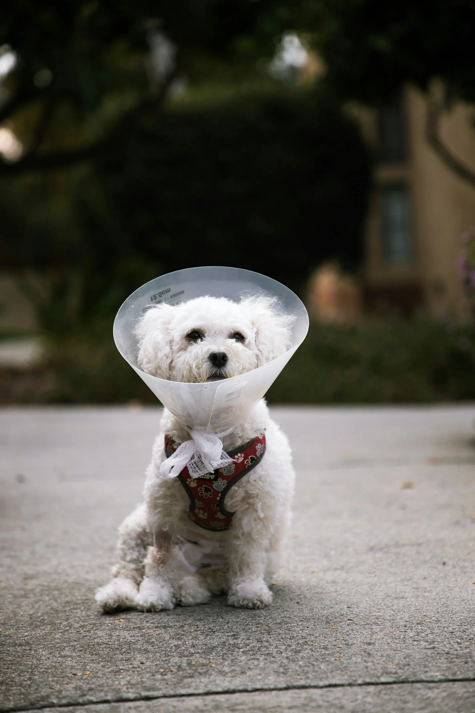 A dog after a spay or neuter that is healing from surgery in Boerne, Texas at Highview Veterinary Hospital.