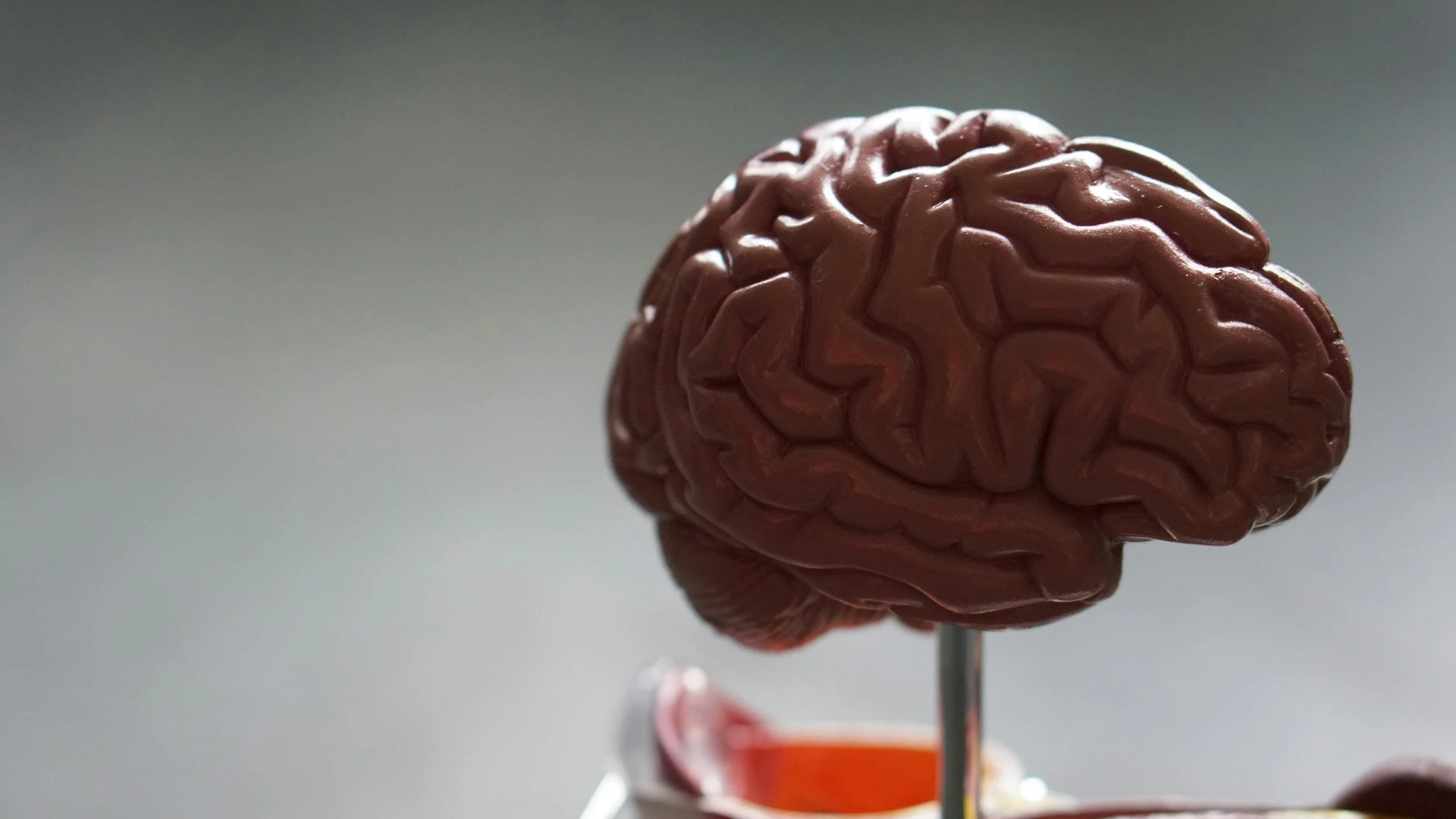 A brain model for complex neurology cases and seizures in pets in Boerne, Texas at Highview Veterinary Hospital.