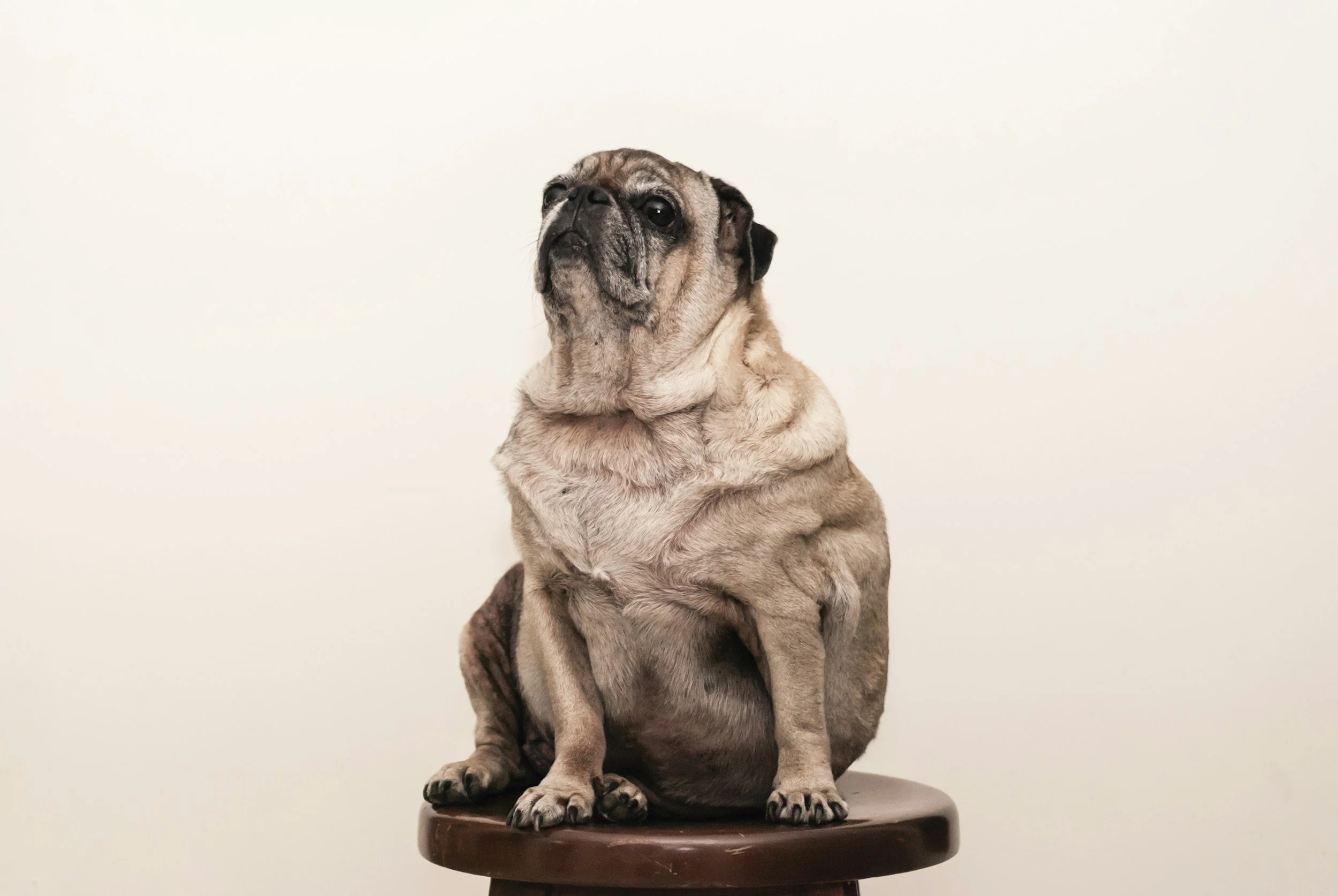 Obese overweight dog being treated by vet in Boerne, Texas at Highview Veterinary Hospital.