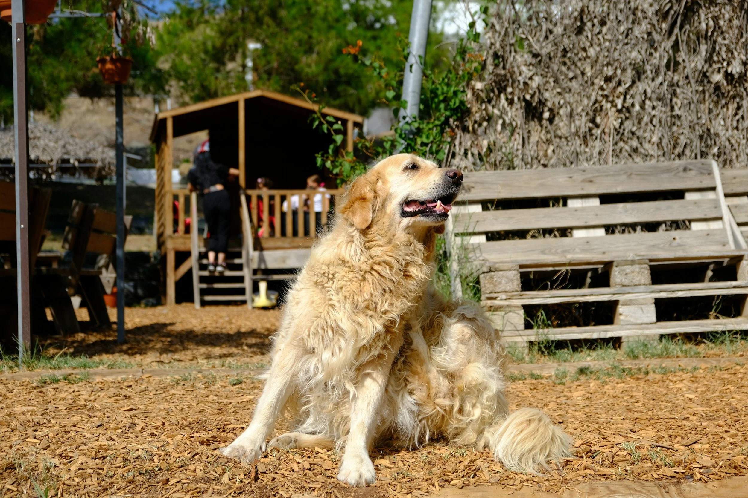 A dog scratching from allergies in Boerne, Texas being treated at Highview Veterinary Hospital.