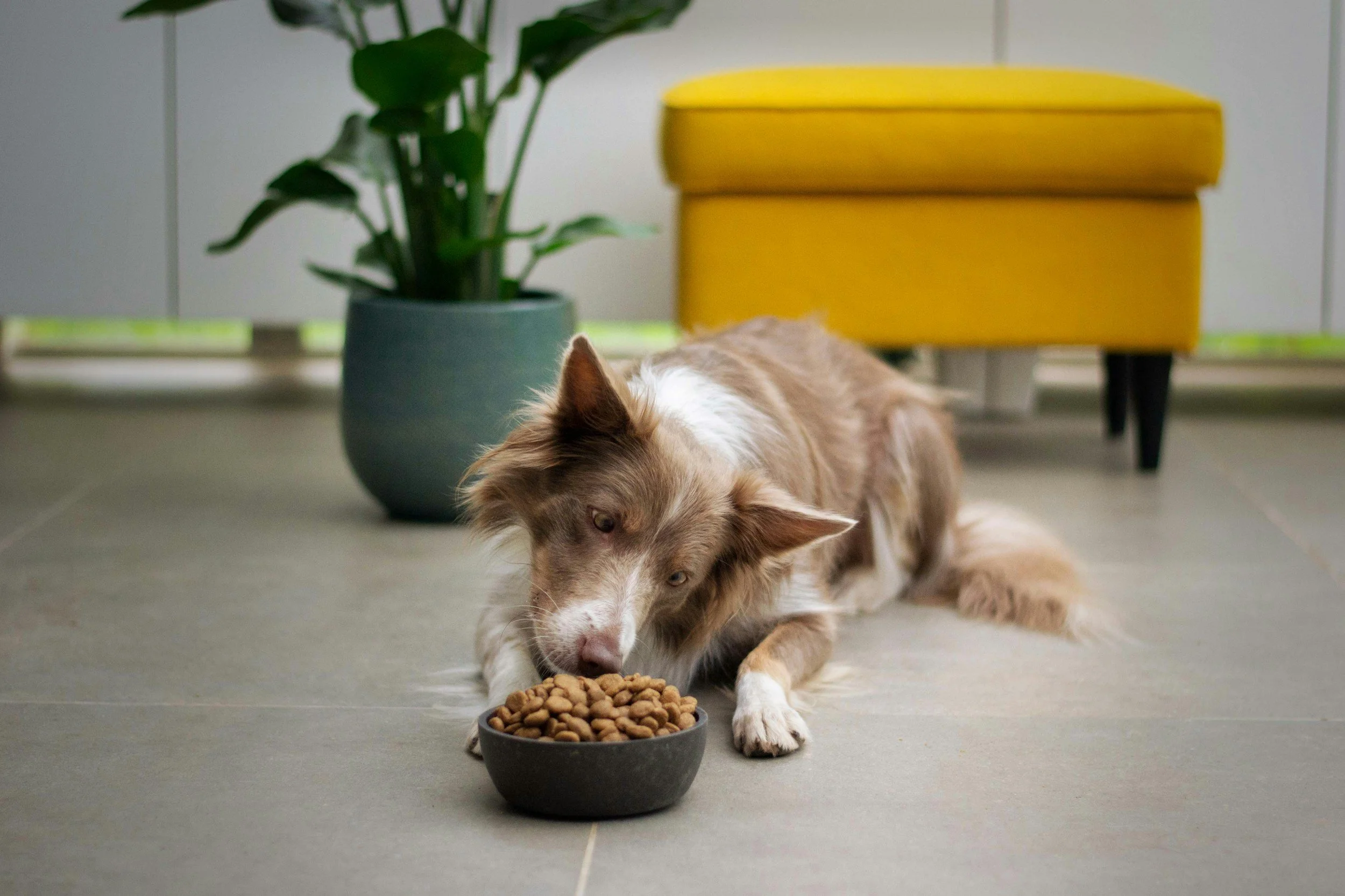 A dog eating personalized nutrition food by a vet in Boerne, Texas at Highview Veterinary Hospital.