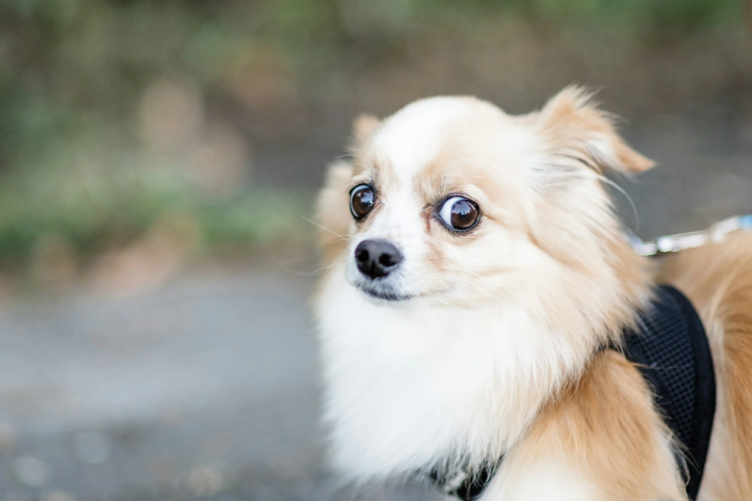 An anxious dog being treated for behavior disorders in Boerne, Texas at Highview Veterinary Hospital.