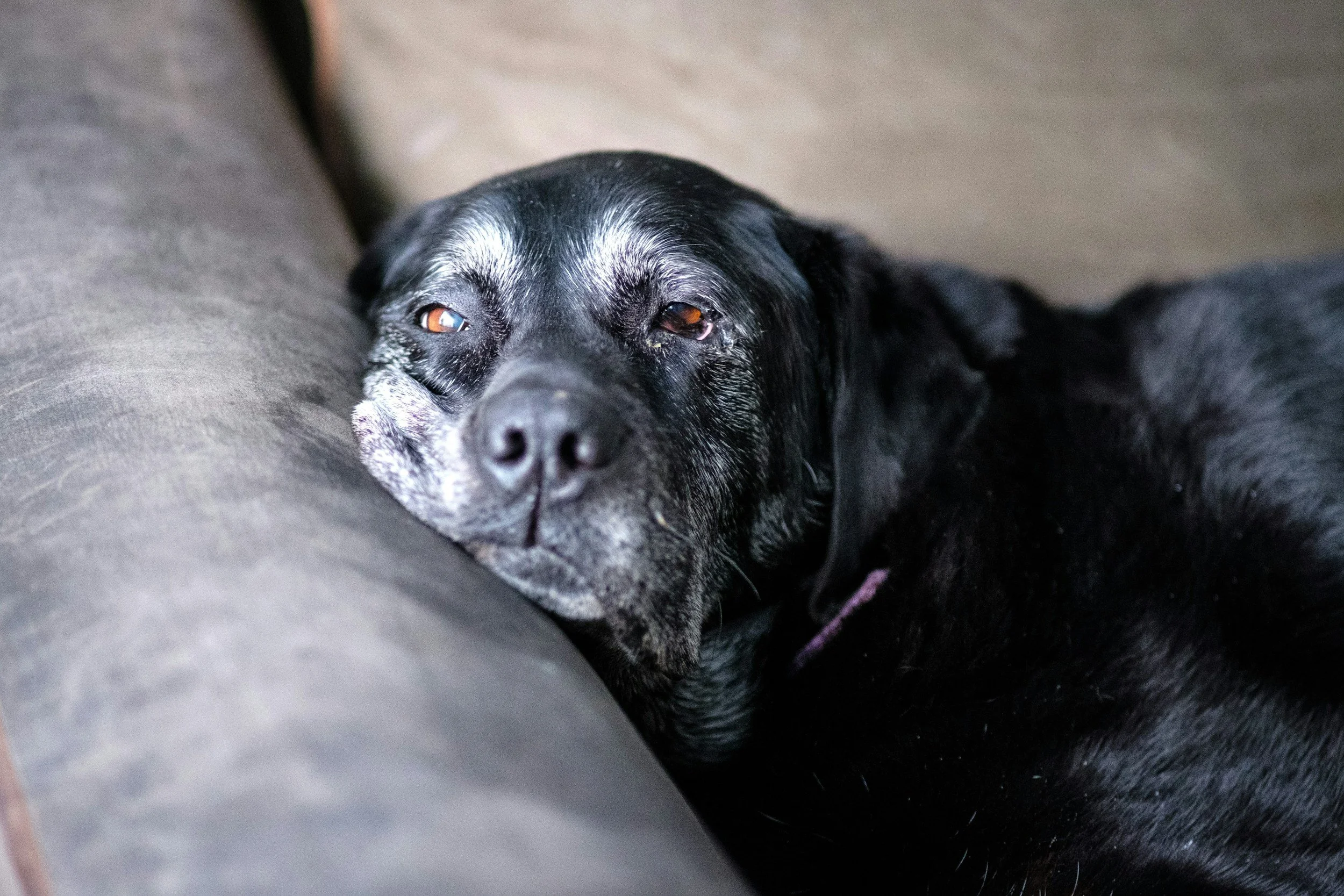 An elderly dog being cared for at the end of life by the veterinary team at Highview Veterinary Hospital in Boerne, Texas.