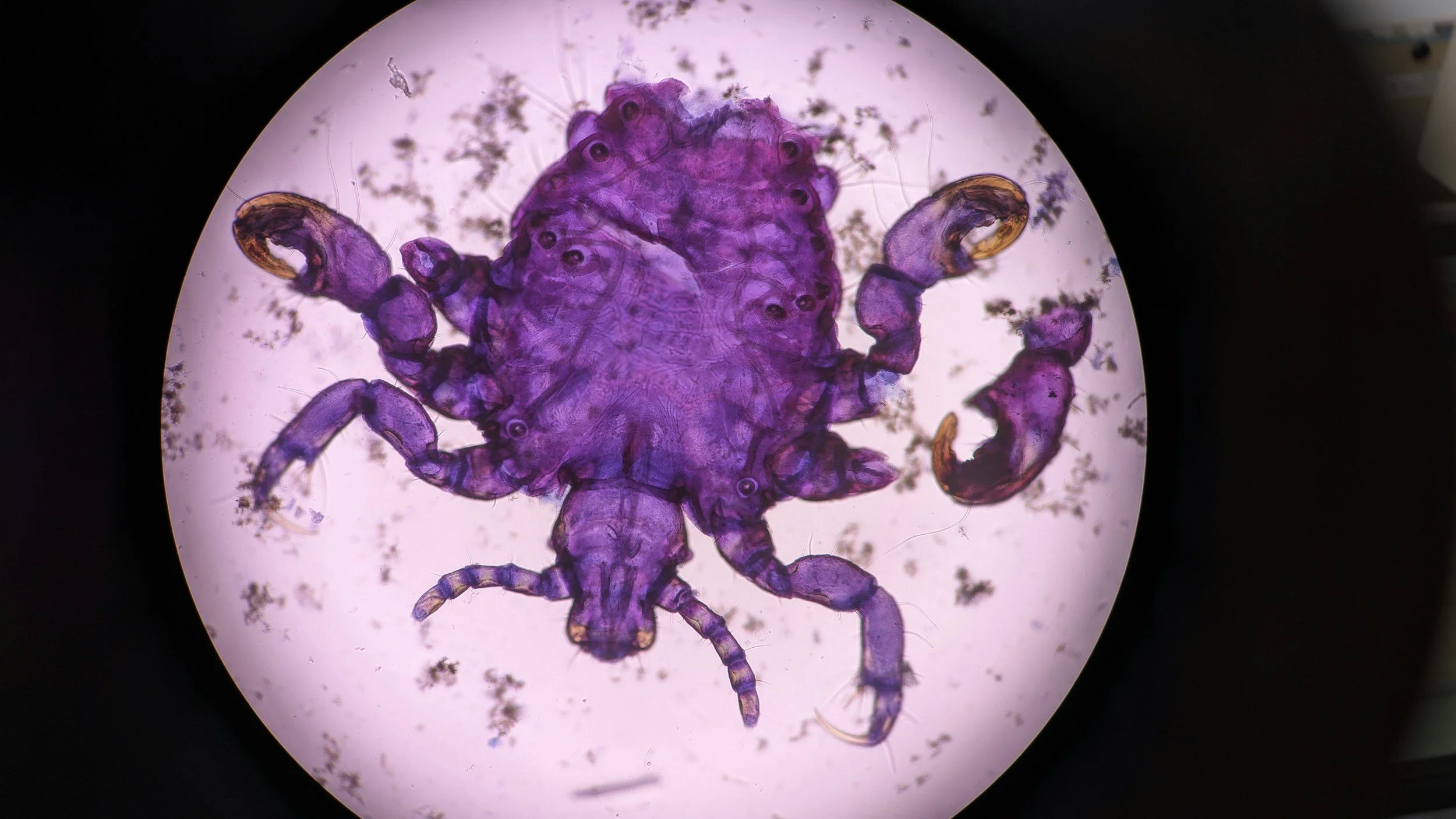 An external parasite on a dog in Boerne, Texas  requiring preventative flea and tick treatment from Highview Veterinary Hospital.
