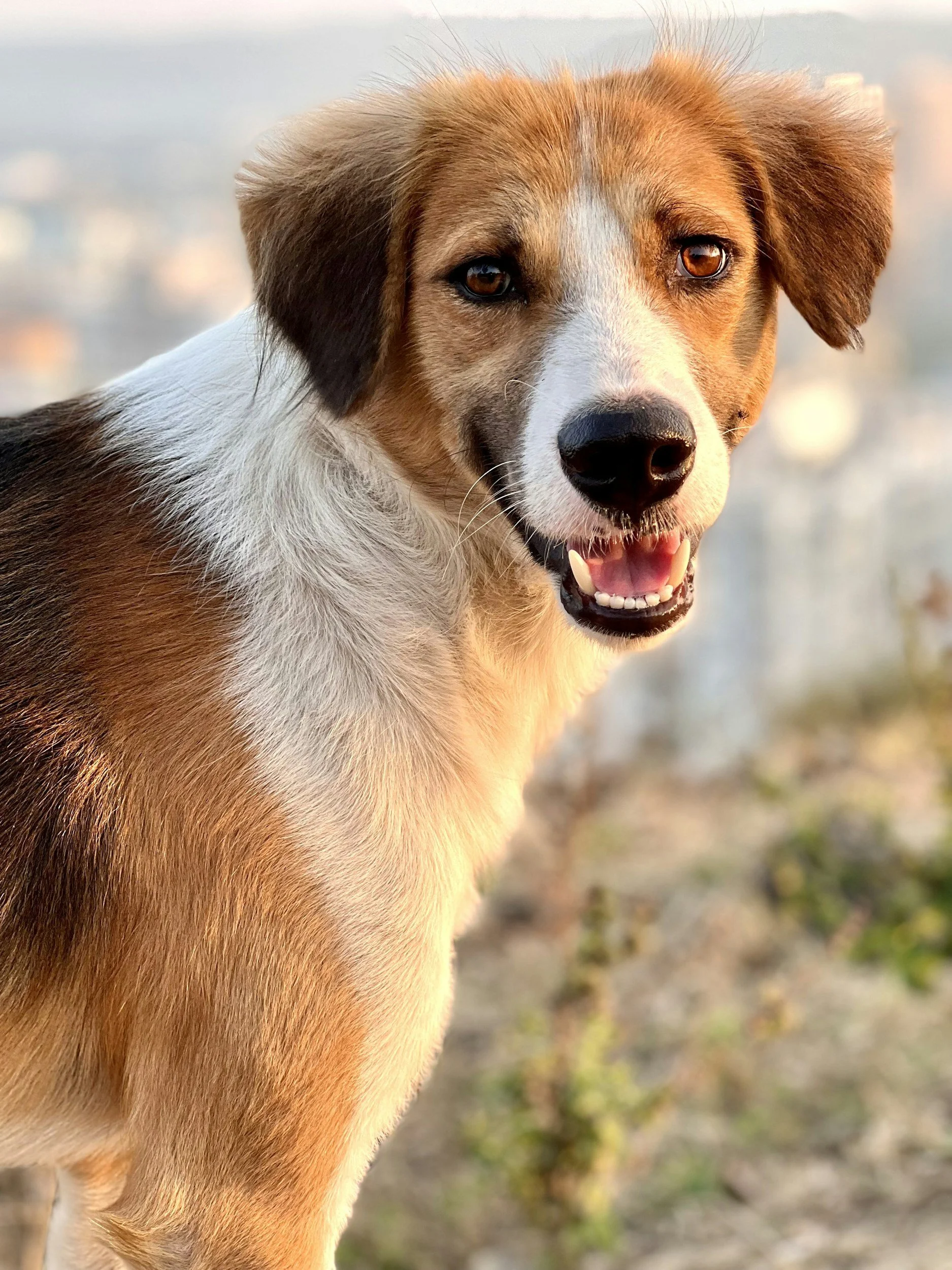 A dog in Northwest San Antonio hiking and living a healthy lifestyle due to personalized care at Highview Veterinary Hospital.