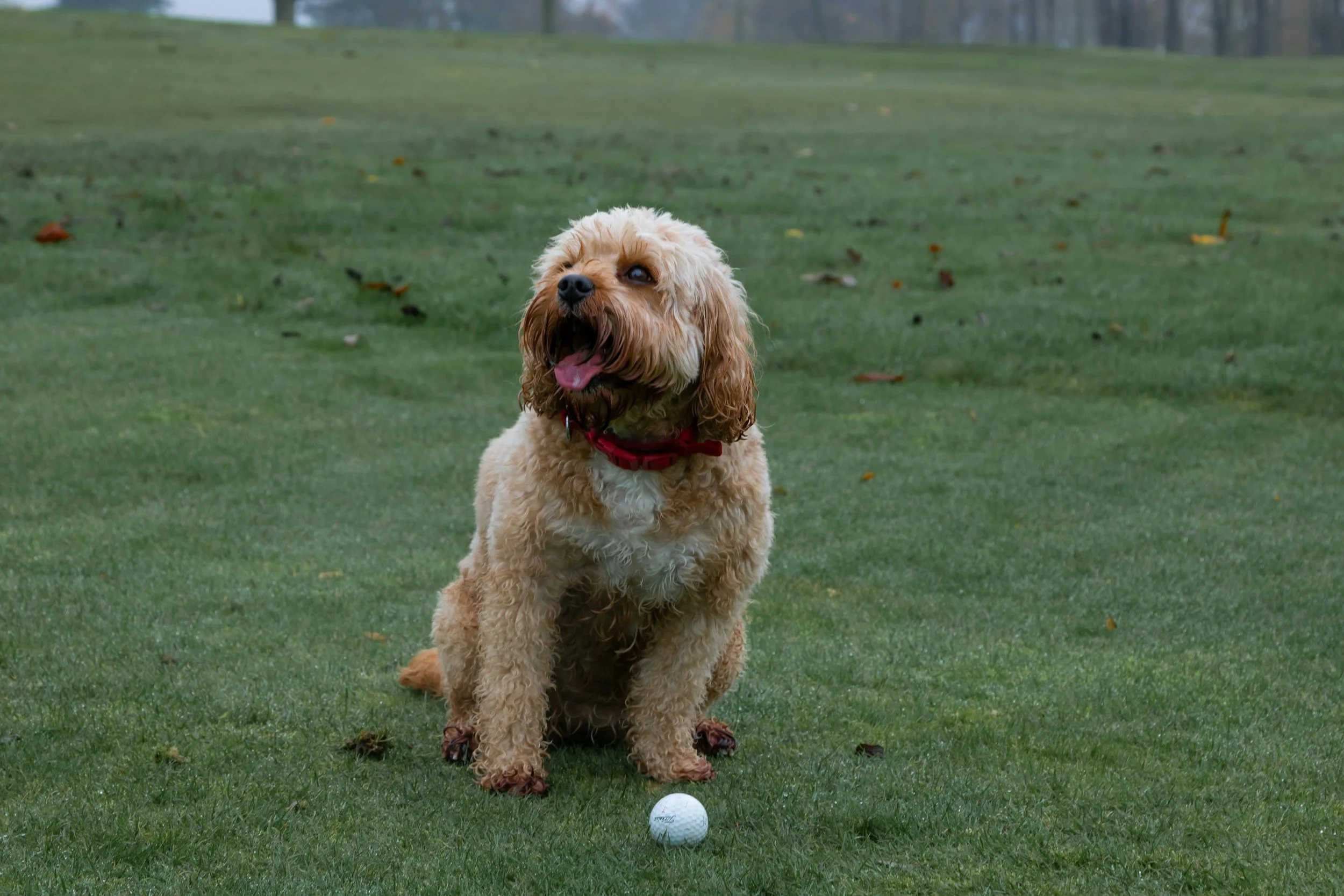 A dog exploring The Dominion Golf Course thanks to the personalized vet care provided by Highview Veterinary Hospital.