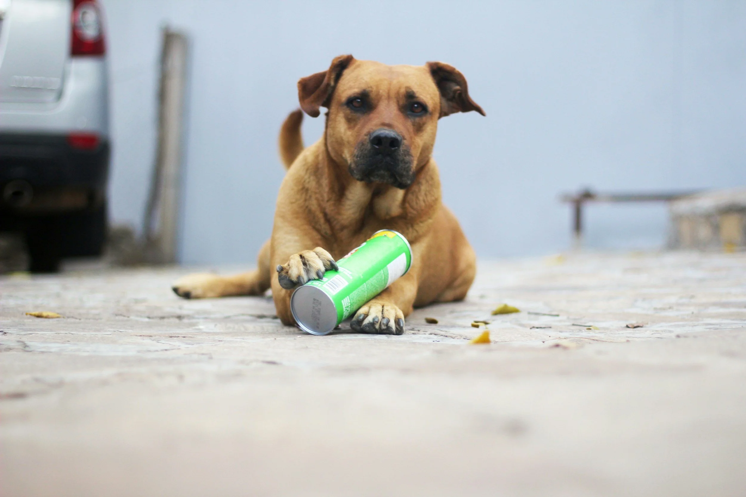 The 3 Most Common Pet Toxicities I See: Chocolate, Grapes &amp; Raisins, and Marijuana