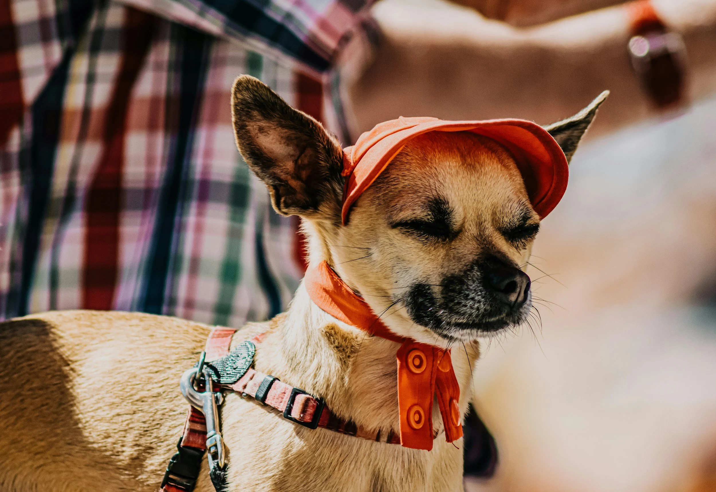 Heat Stroke in Dogs and Cats: What Every Texas Pet Owner Needs to Know