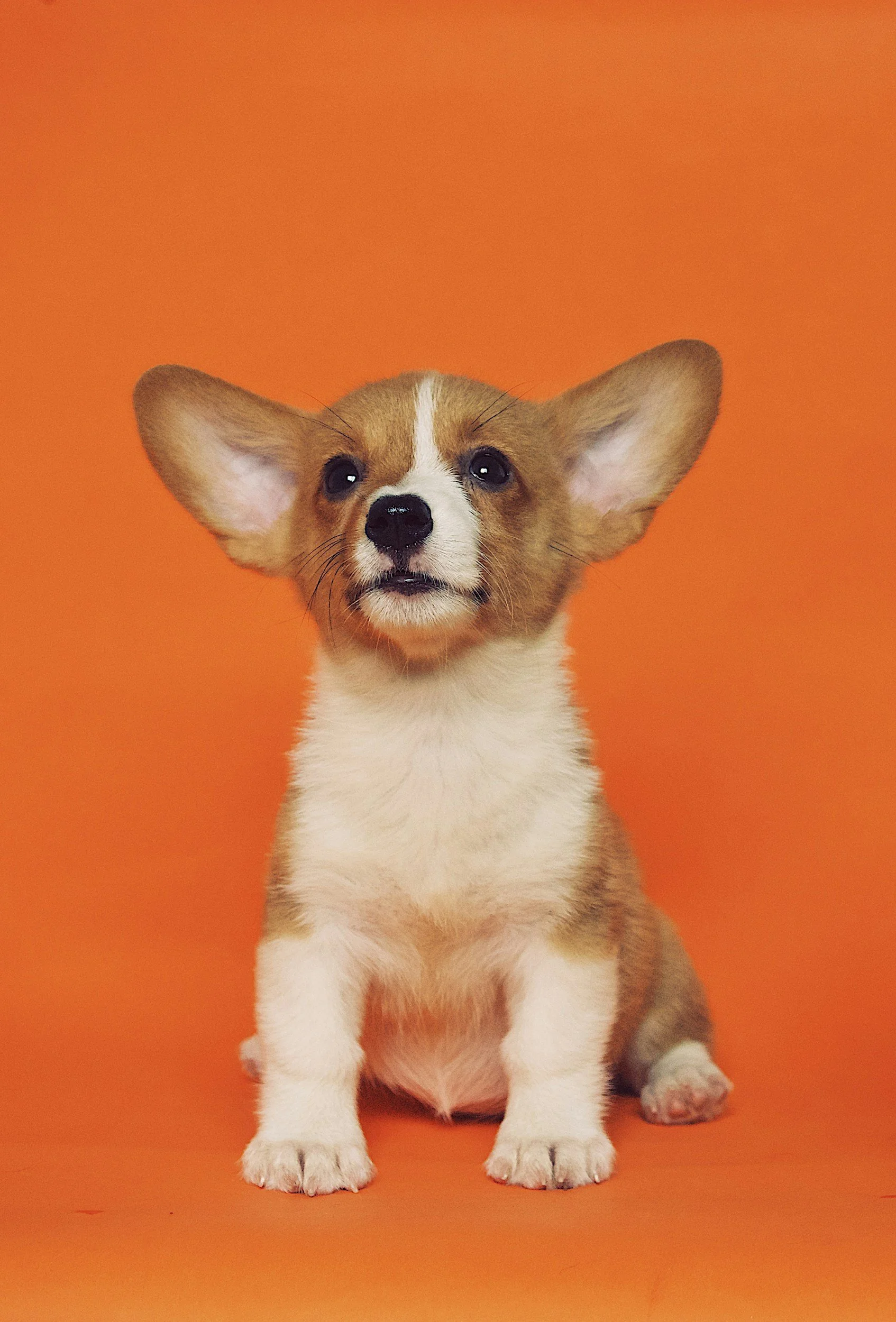 Puppy Vaccines &amp; Veterinary Care