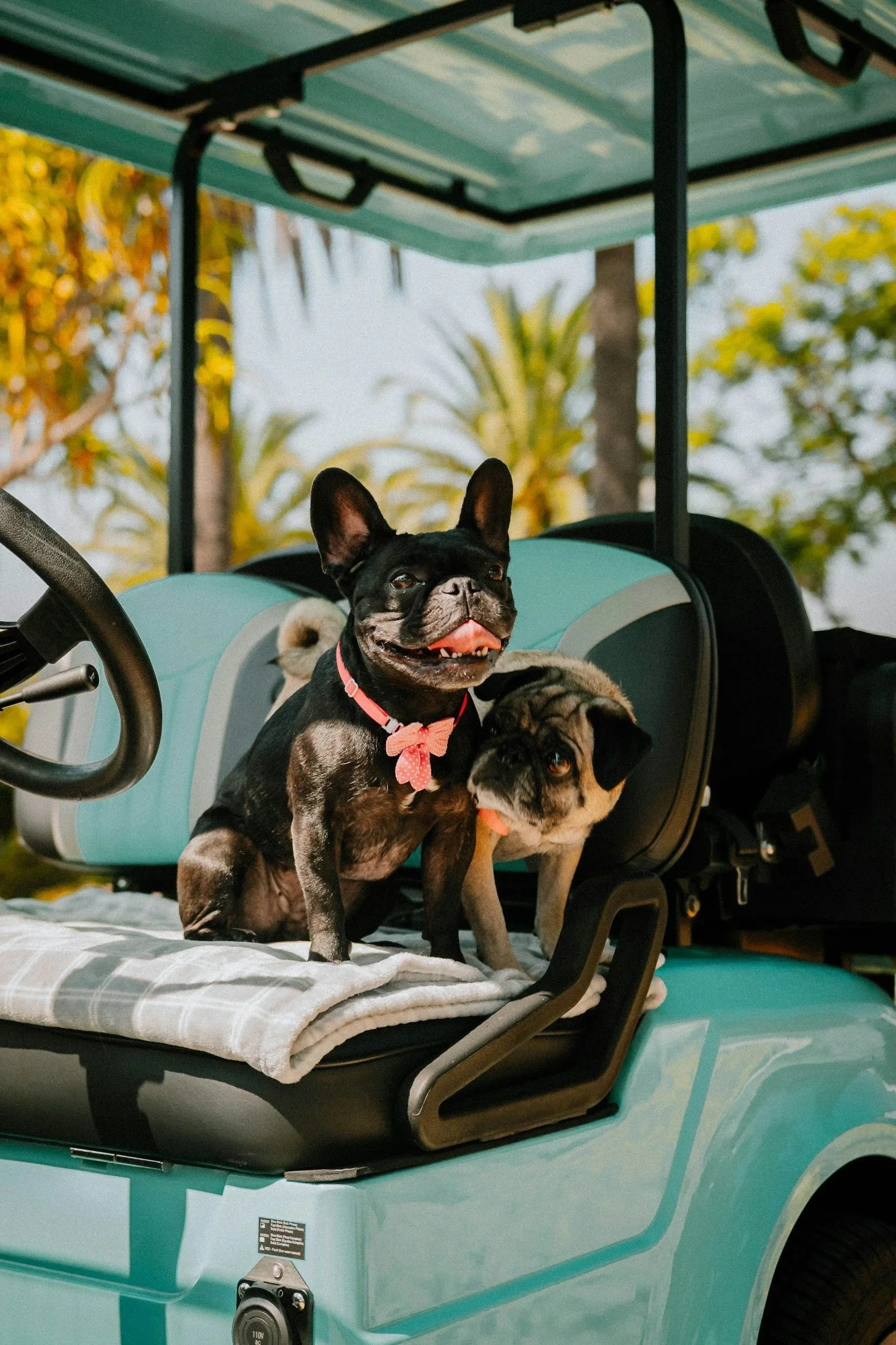 A dog at Tapatio Springs golf course and resort that is healthy due to vet care from Highview Veterinary Hospital.