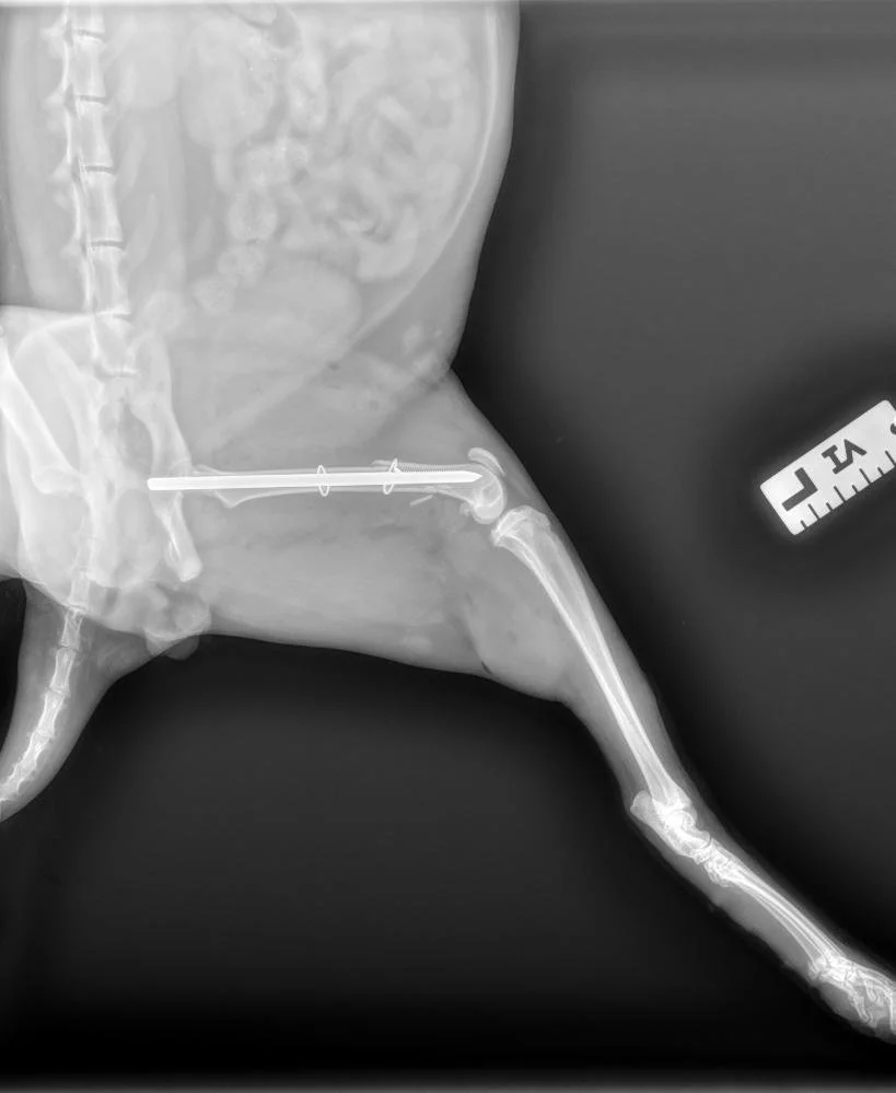 A radiograph of a fracture repair on a cat in Boerne, Texas at Highview Veterinary Hospital.
