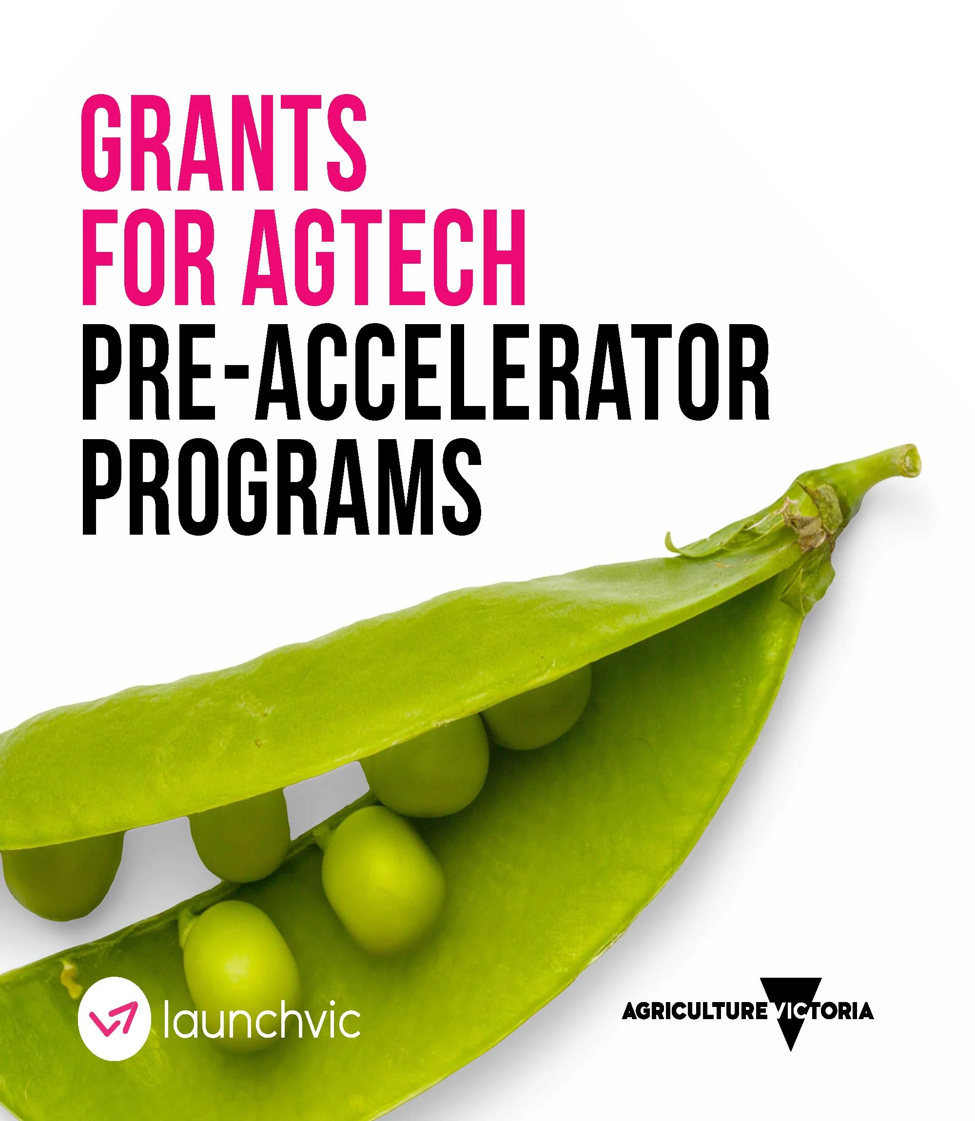 Close-up of green peas in a pod on a white background with logos for LaunchVic and Agriculture Victoria.