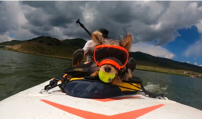 Dog wearing goggles and holding a tennis ball on a paddleboard with a person in the background and a scenic lake, mountains, and cloudy sky.