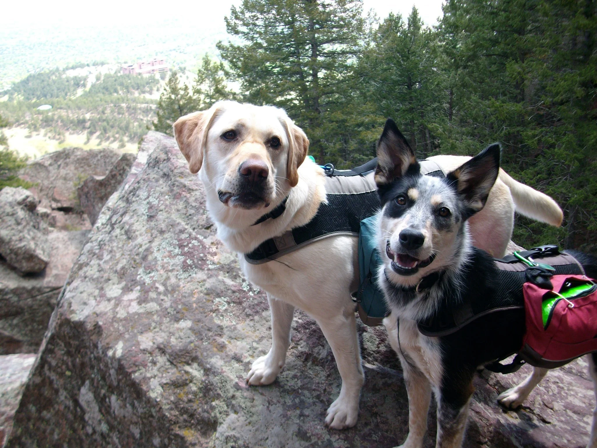 Two dogs with backpacks standing on a rocky ledge in a forest with trees and mountains in the background.