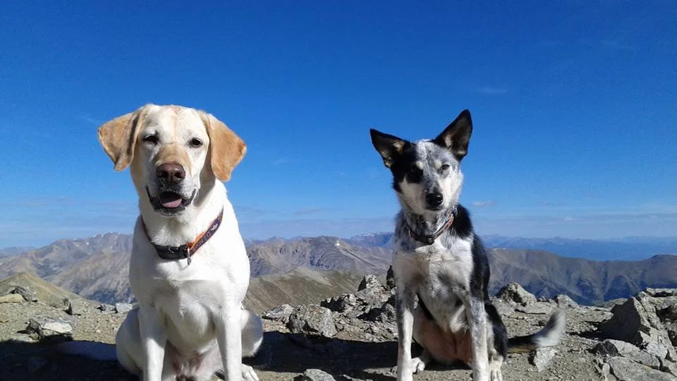 Two dogs sitting on a rocky mountain summit with a mountain range in the background under a clear blue sky.