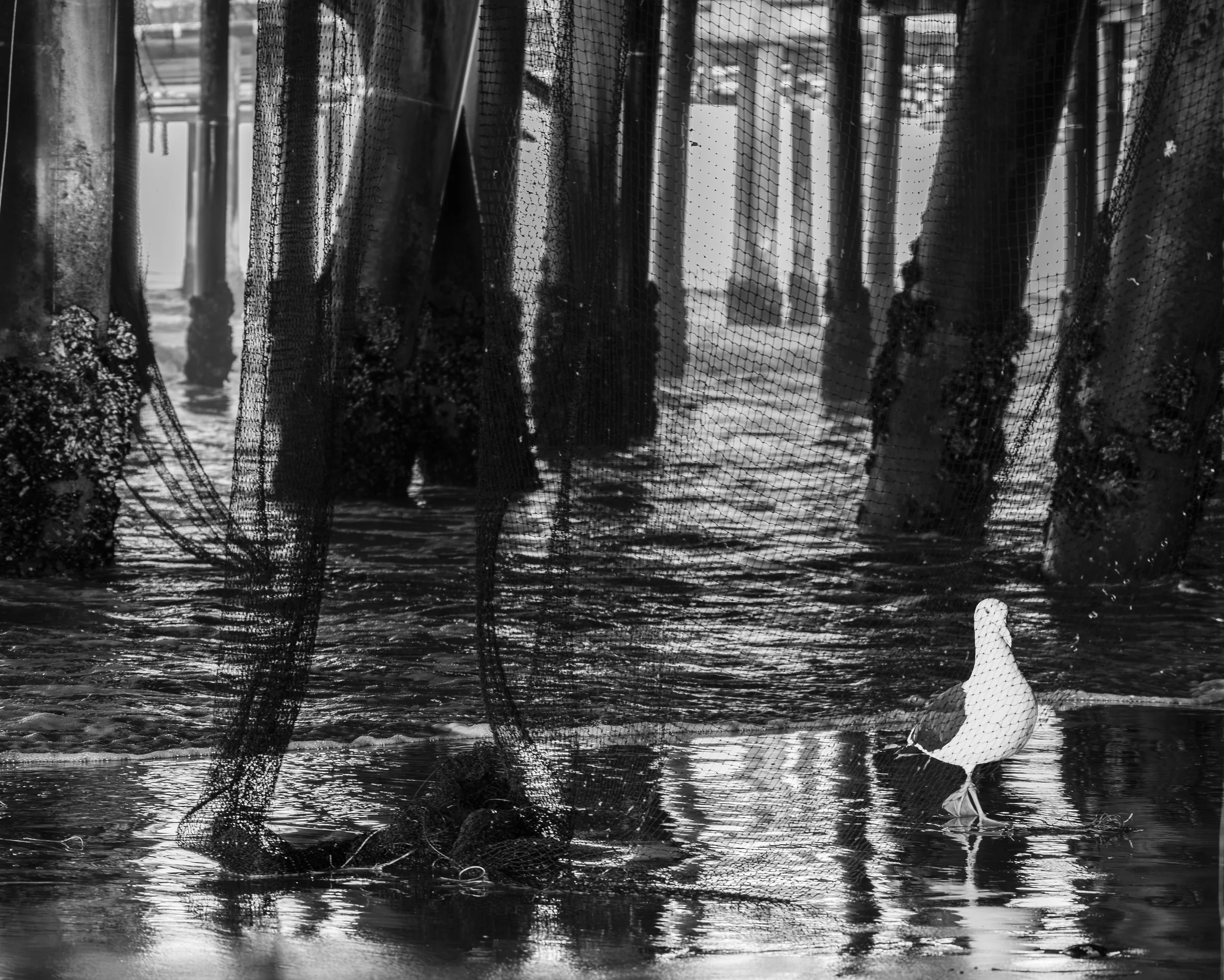 Behind Nets, 2026 - Santa Monica, California