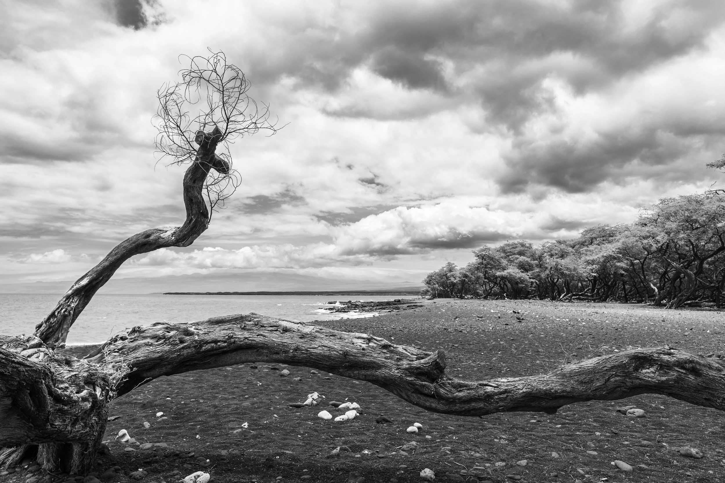 Driftwood, Black Sand Beach, 2026 — Hawaiʻi Island, Hawaiʻi