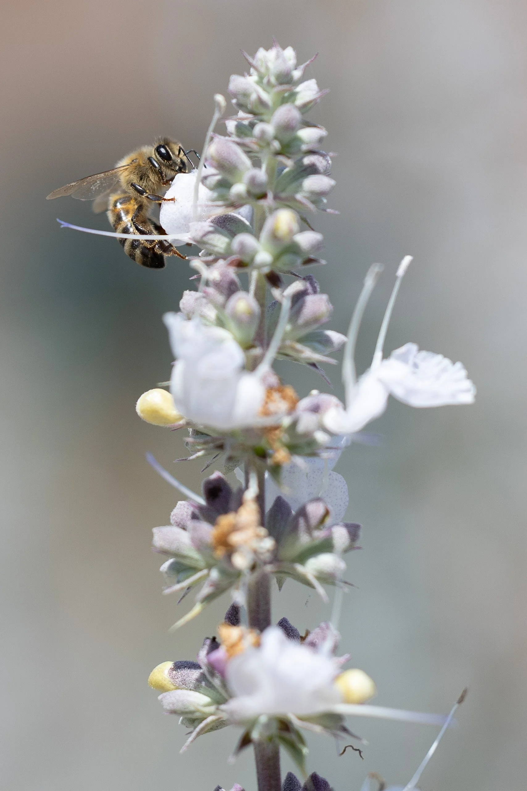 Close-up of a bee on a tall flower spike with small white flowers and purple buds.