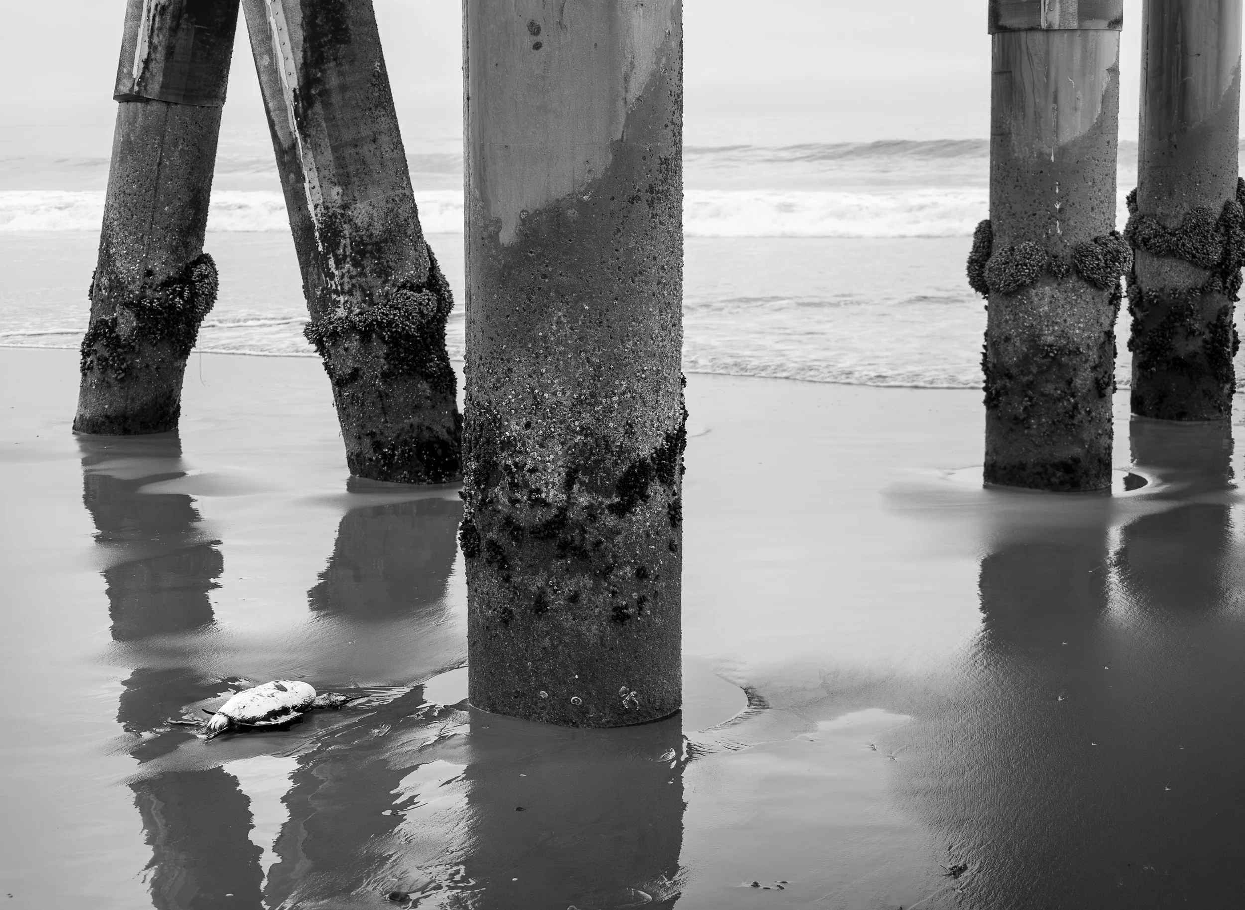 bird under venice beach pier