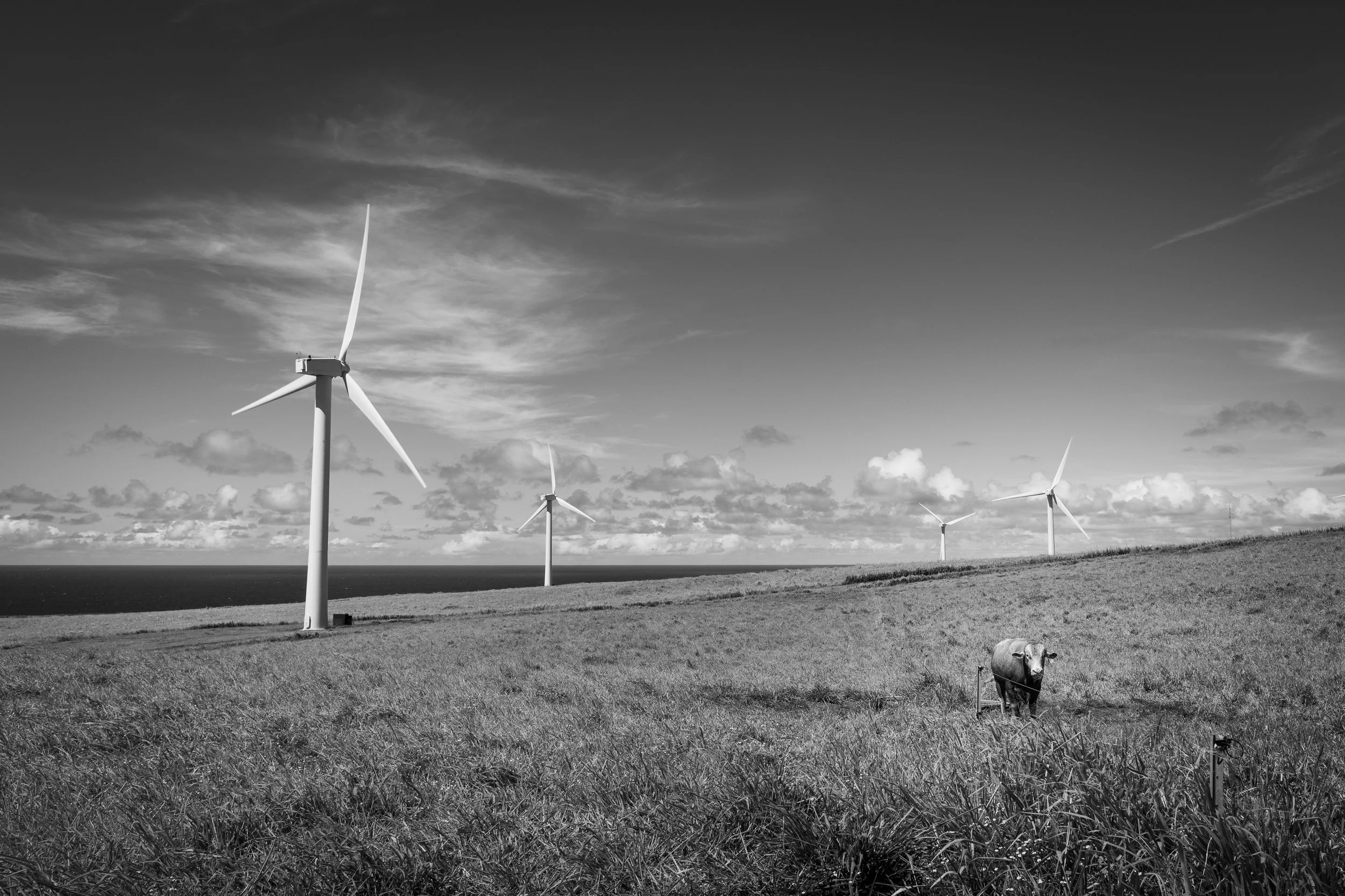 Cow and Windmills, 2026 — Hawaiʻi Island, Hawaiʻi