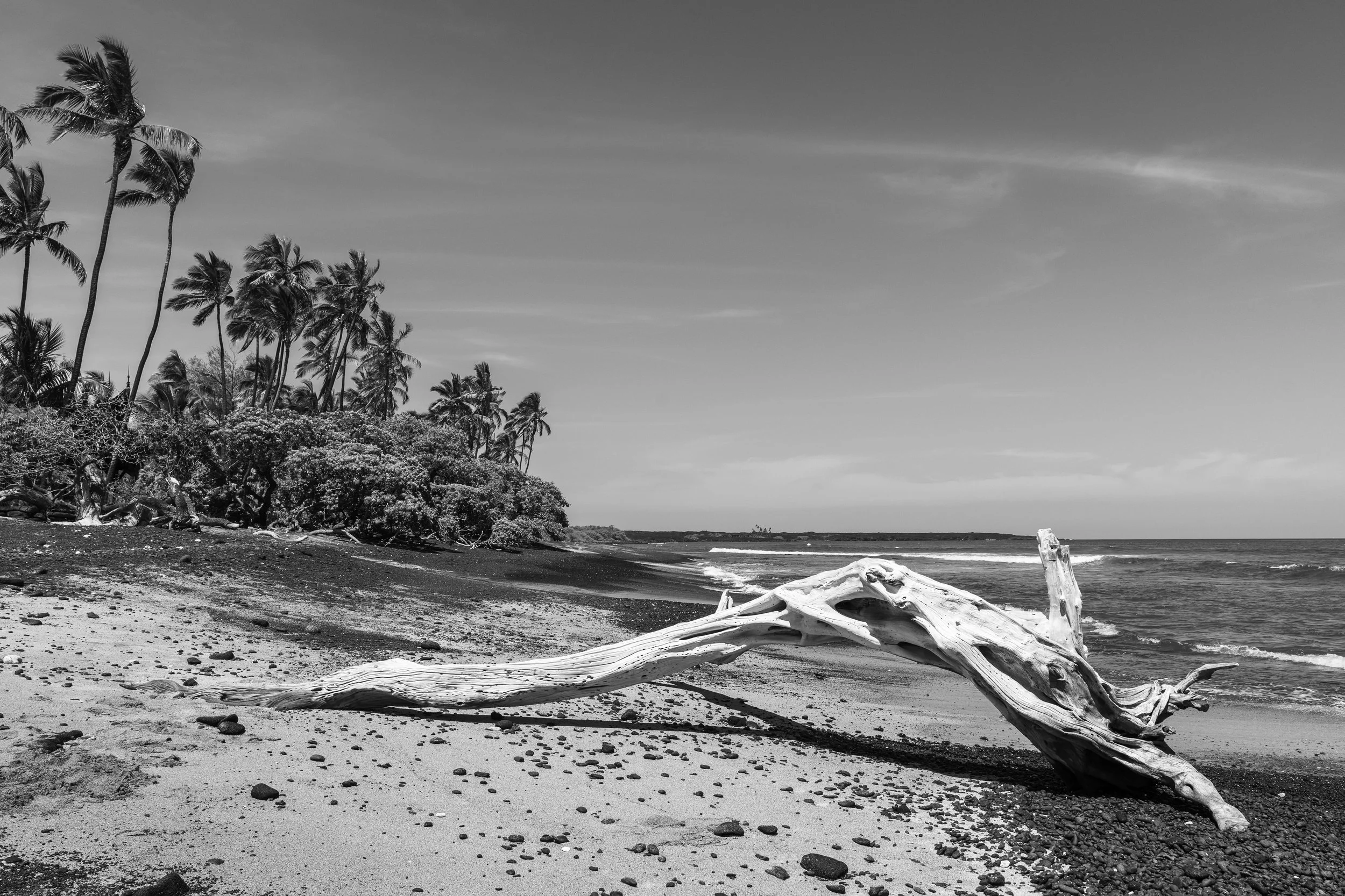 Driftwood at the Shore, 2026 — Hawaiʻi Island, Hawaiʻi