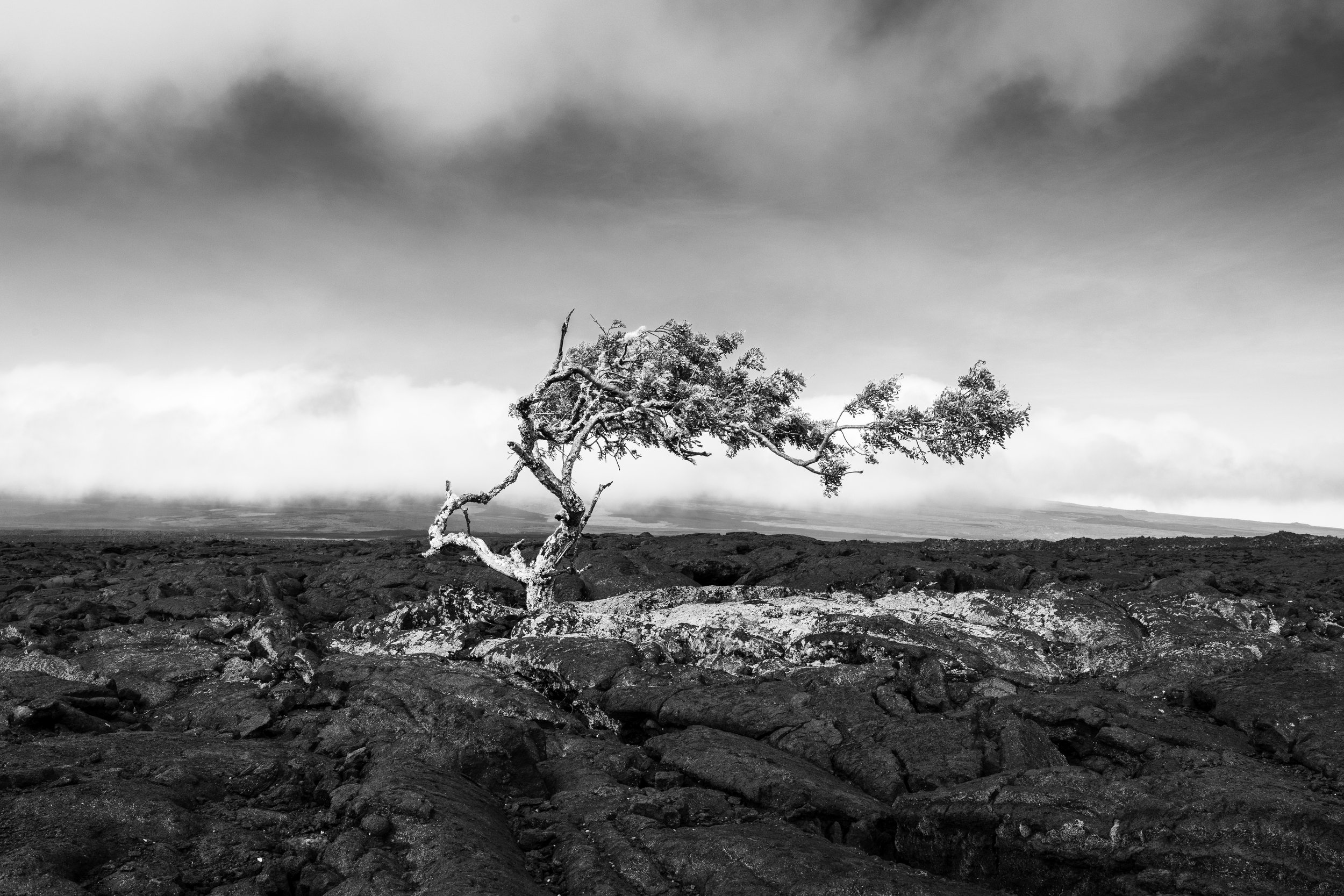Lone Tree, Lava Field, 2026 — Hawaiʻi Island, Hawaiʻi