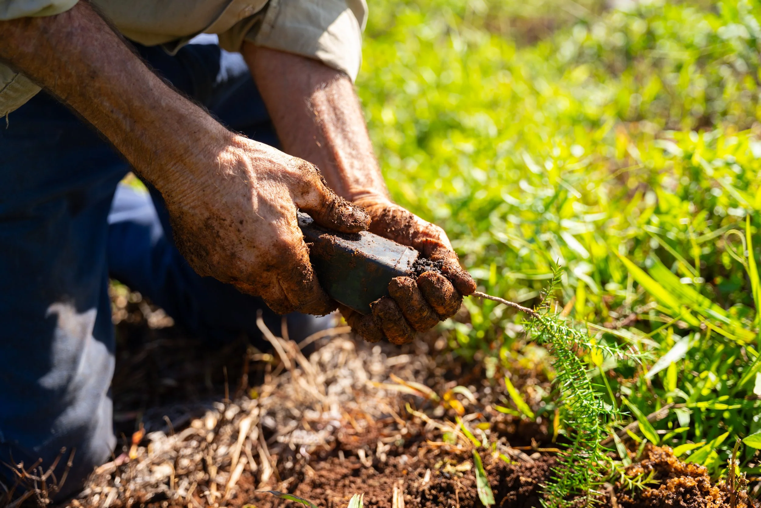 Close-up of a person with muddy hands planting a small seedling in the soil during daytime.