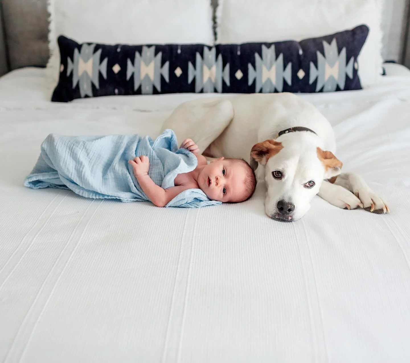 Brand new bonded besties. I love seeing how protective these sweet beasts are with their new family.