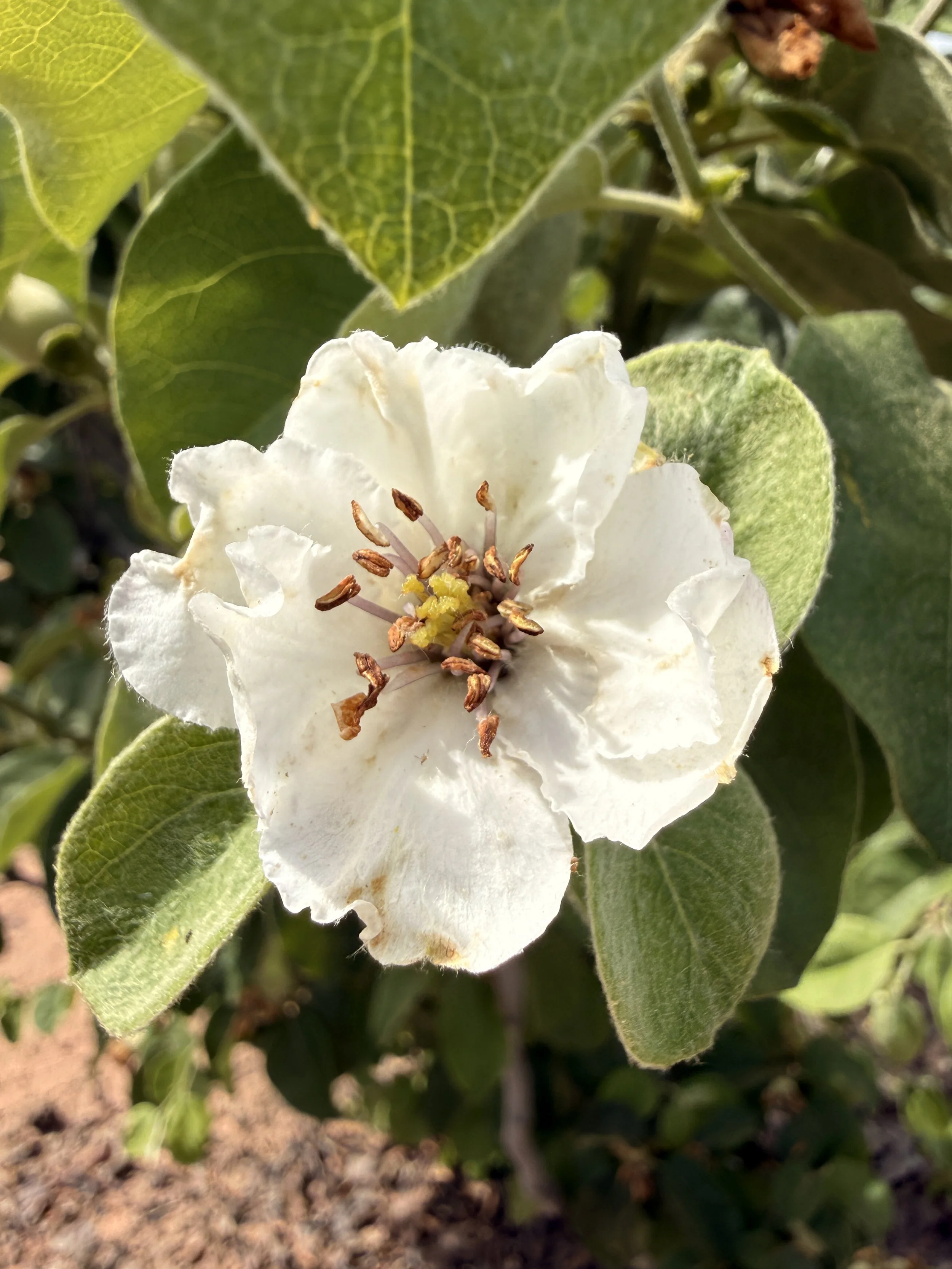 Cydonia oblonga quince blossom single farm origin Terra Bella California H.K. Clarke
