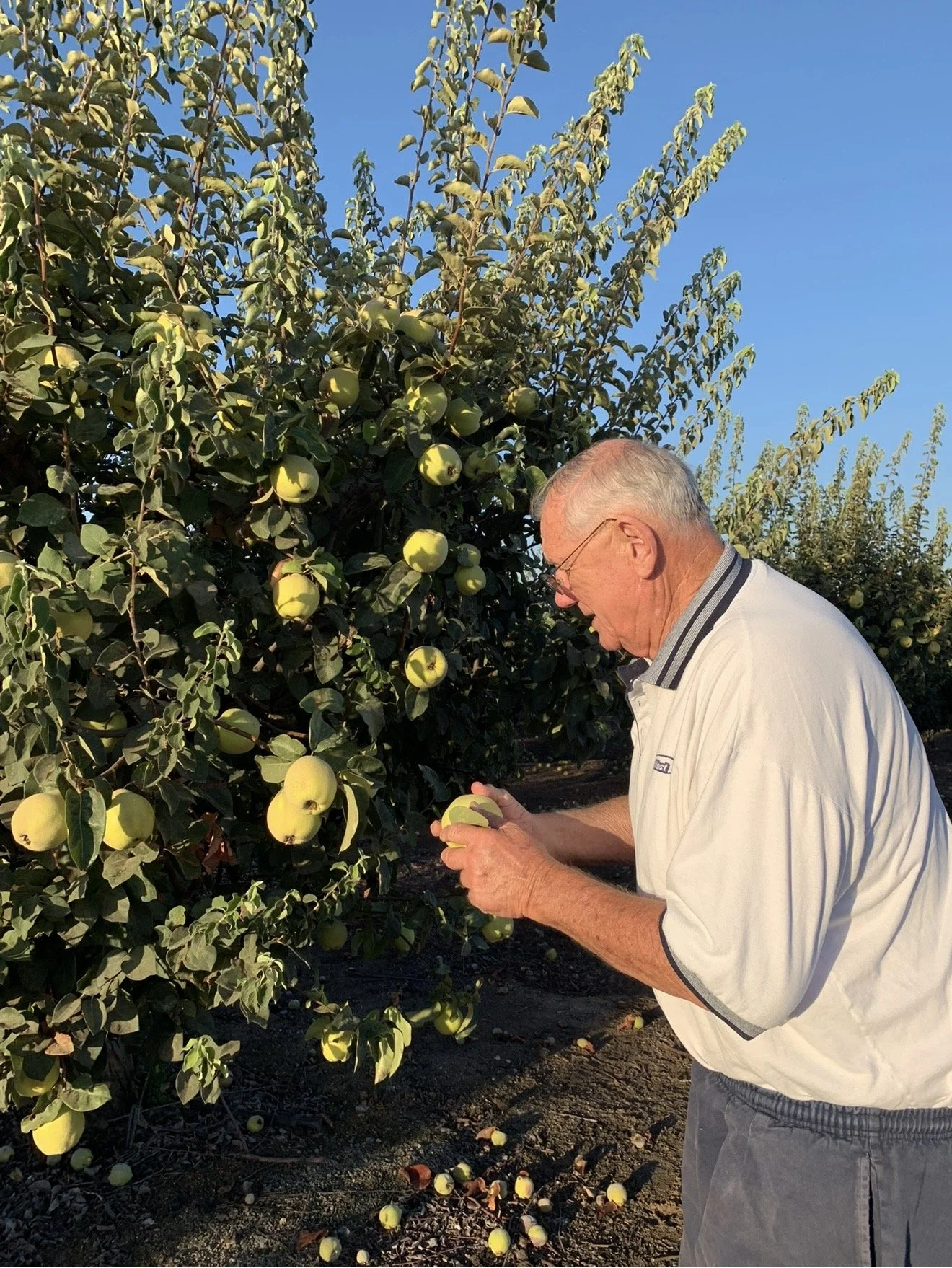 Howard Clarke founder H.K. Clarke Enterprises  and California Quince.  Pineapple Quince orchard Terra Bella, California 1974