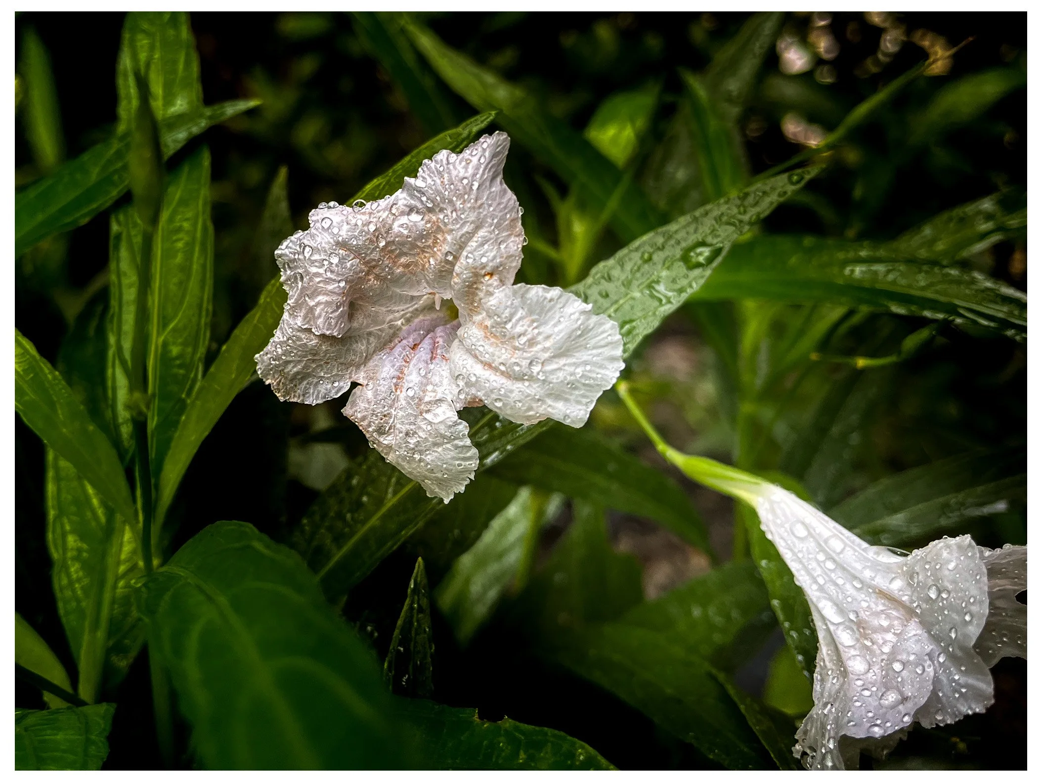 Close-up of white flowers with water droplets on petals, surrounded by green leaves.