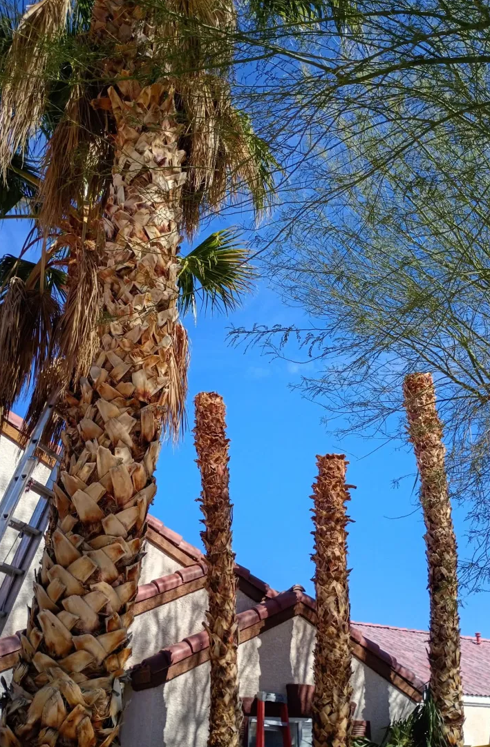 Tall palm tree with brown fronds and three other trimmed palm trunks against a bright blue sky residential house roof in the background.