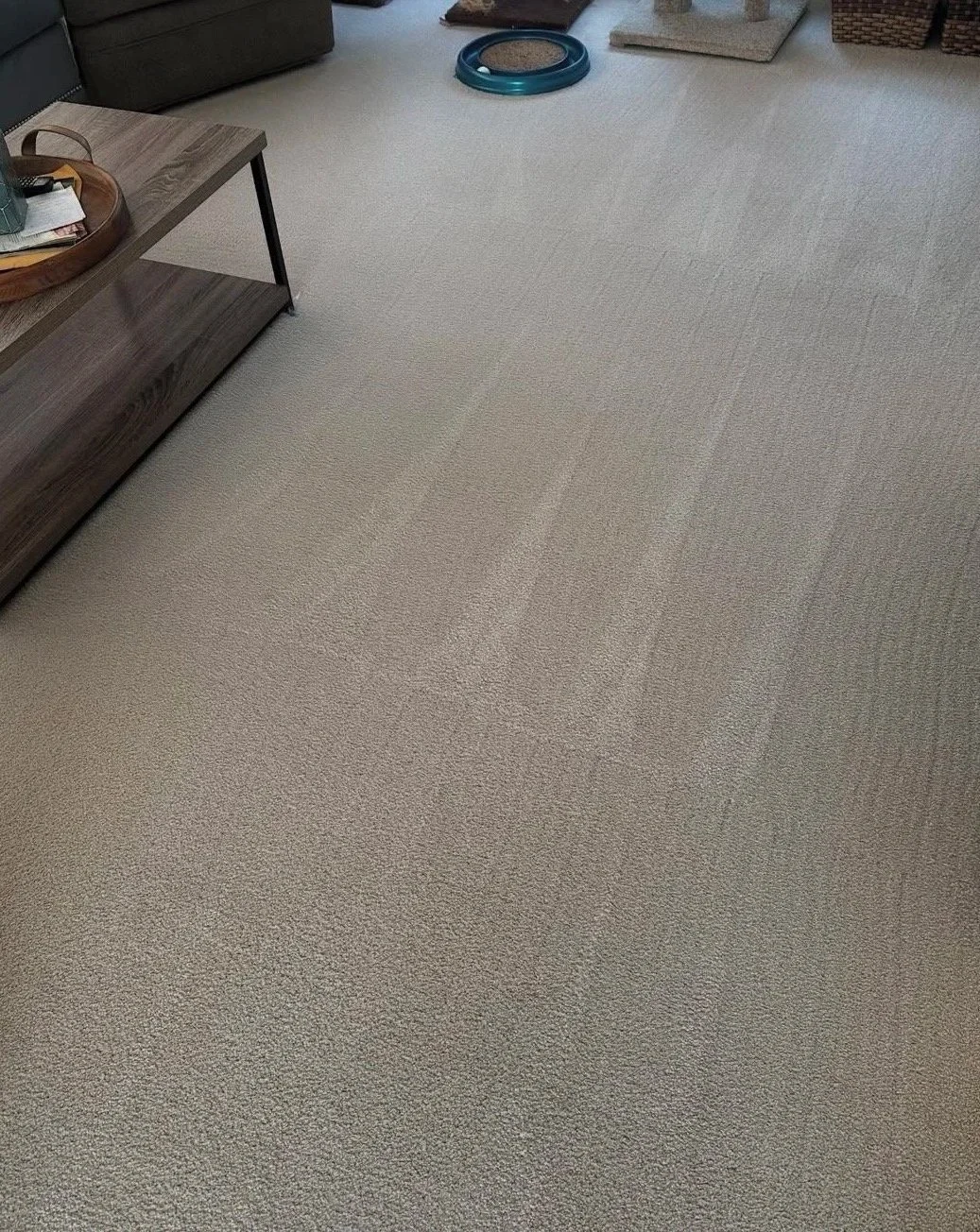 A beige carpeted living room floor with visible vacuum cleaner tracks. In the background, there's a wooden side table, a blue circular pet toy, part of a sofa, and a cat scratching post.