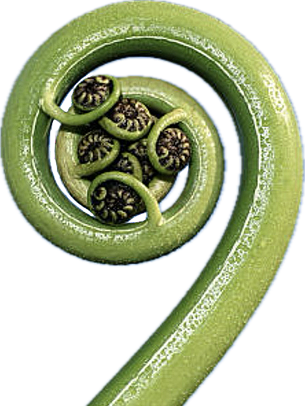 Close-up of a green fern frond curling inward with small curled tips inside.